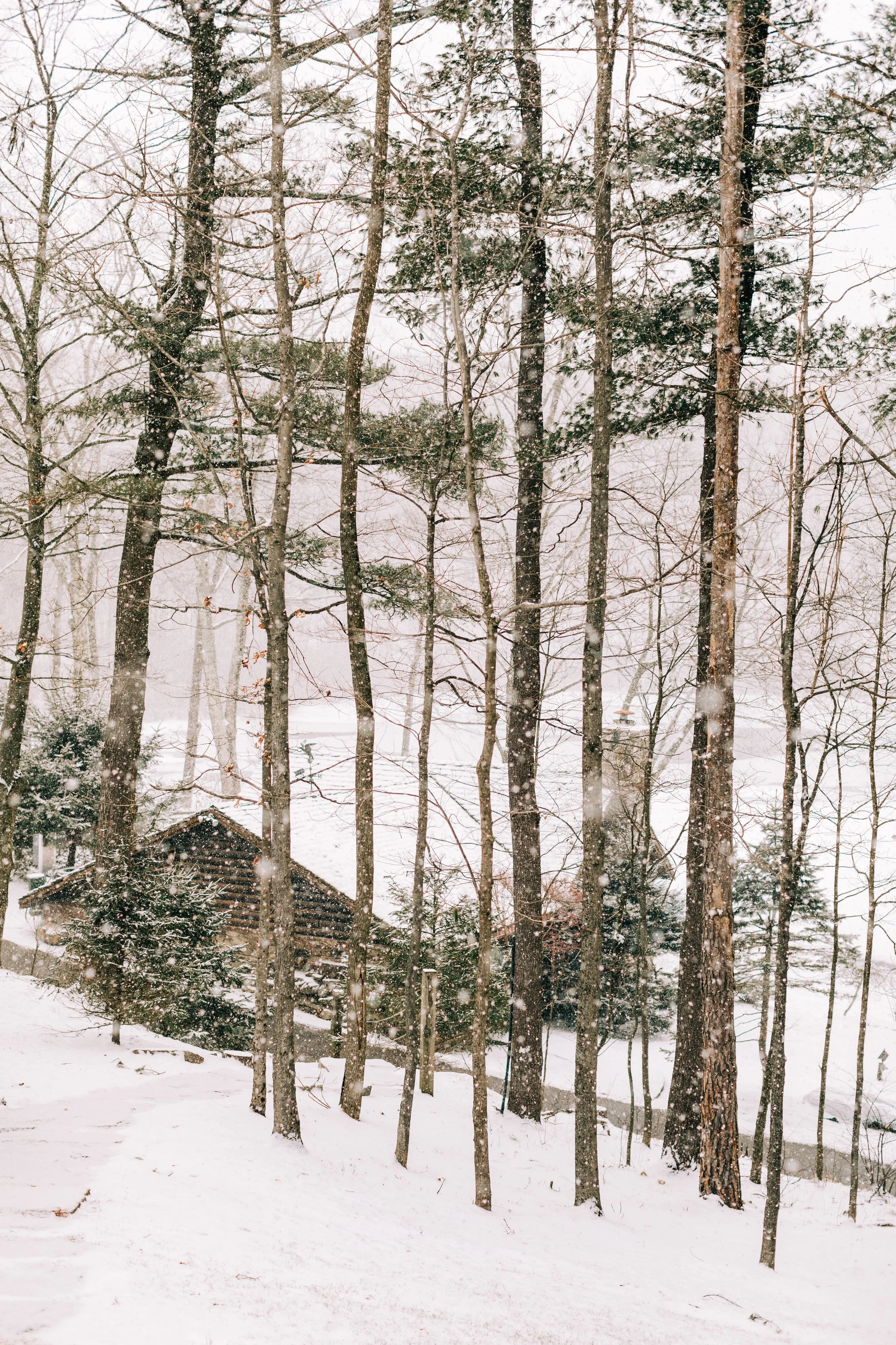 Snow falls over a wooded area with tall, bare trees and a small wooden house in the background.