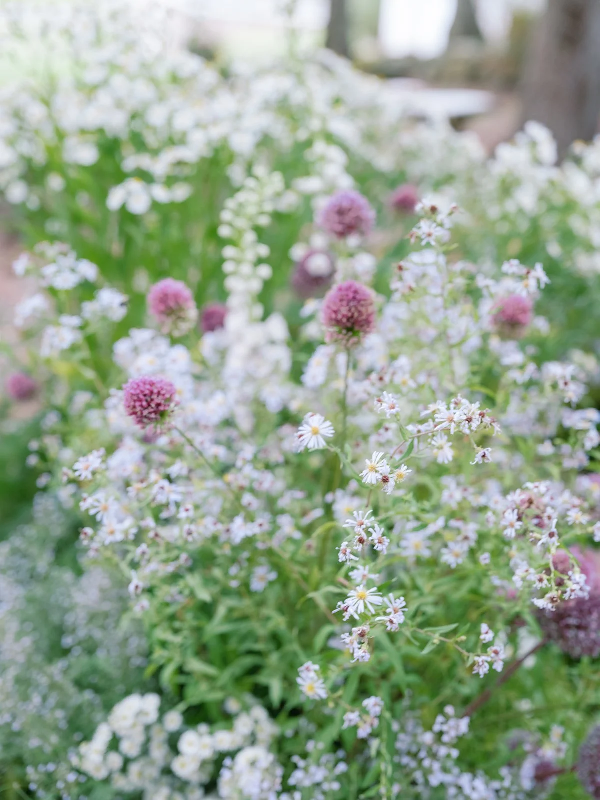 Close-up of pink and white flowers in a garden.