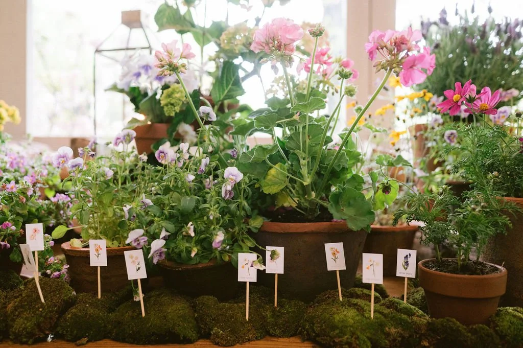 Assorted potted flowers on a windowsill, with small plant tags and moss at the base.
