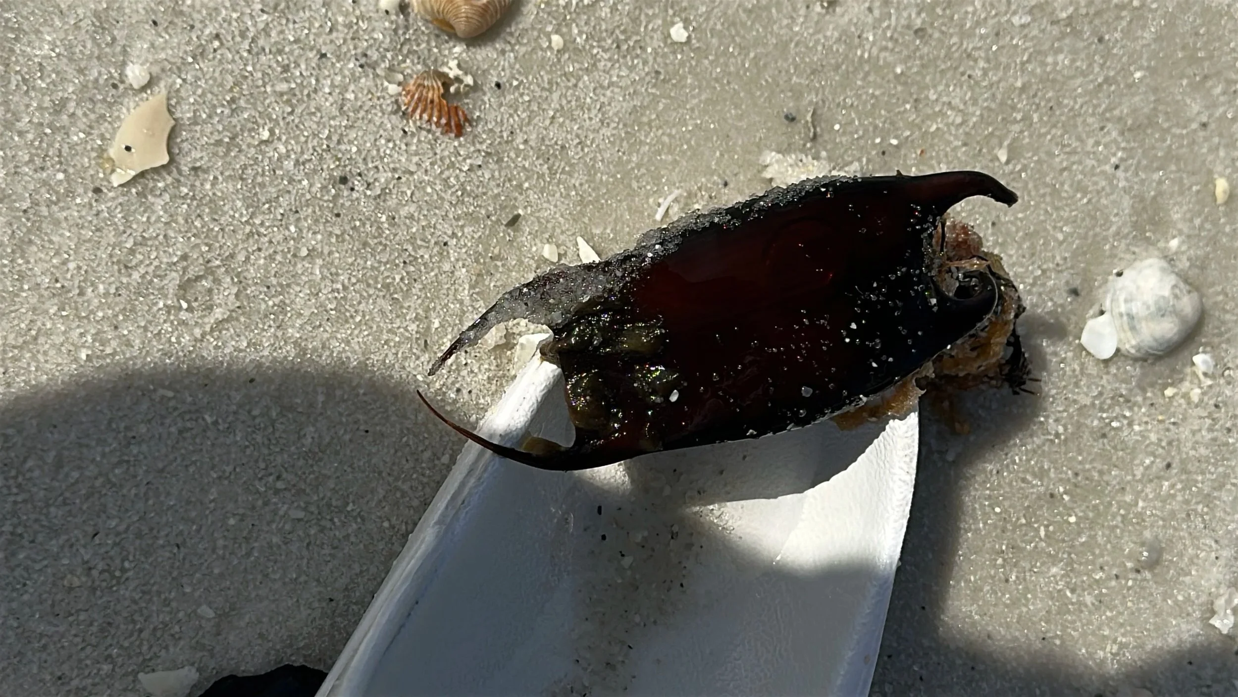 A dead crab on a sandy beach with seashells scattered around.