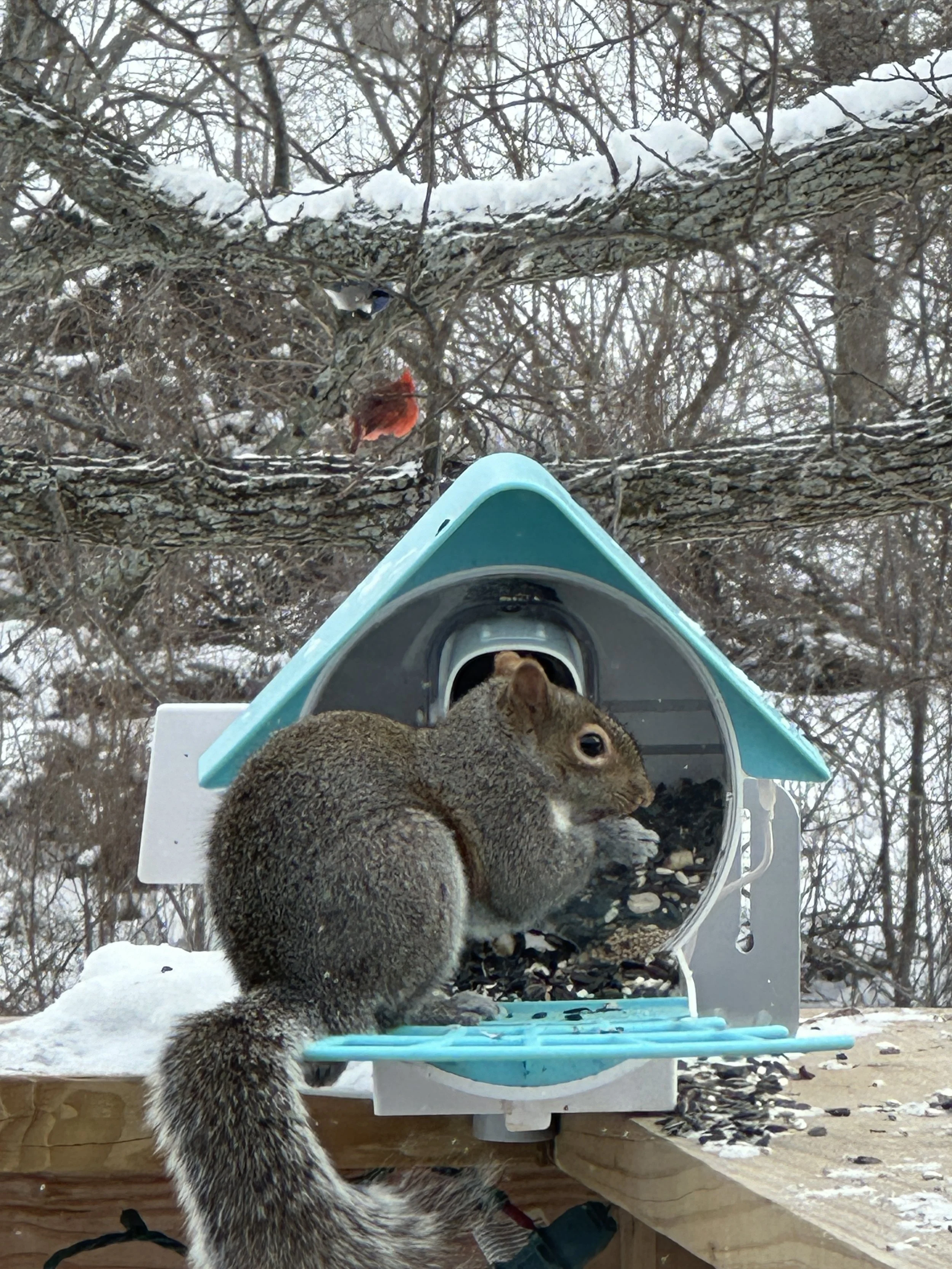 A squirrel is perched on a wooden platform in front of a blue bird feeder filled with black sunflower seeds, with a snowy landscape and leafless trees in the background.