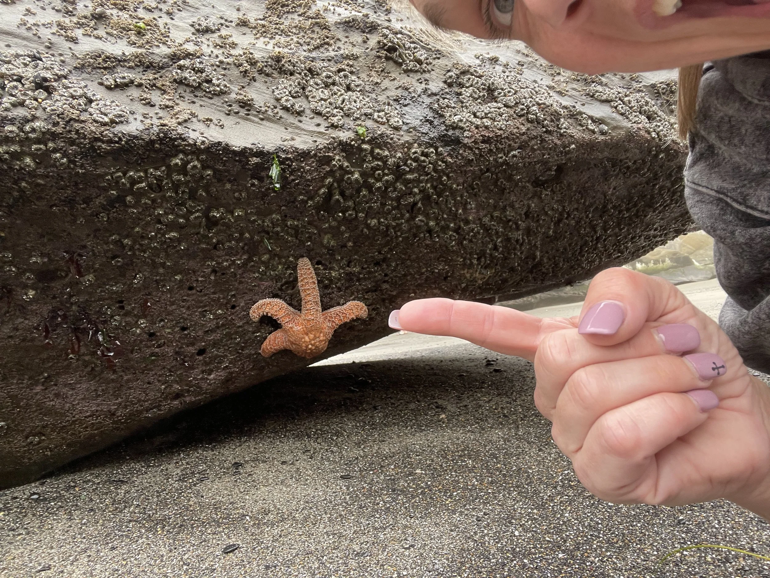 A person is pointing at a starfish on a sandy beach, next to a large rock covered in barnacles and marine life.