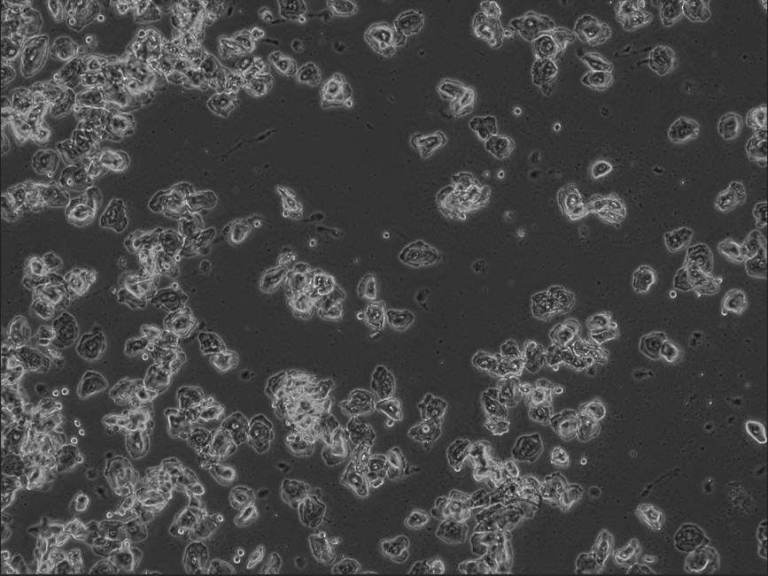 Screenshot 2026-02-24 094355.png