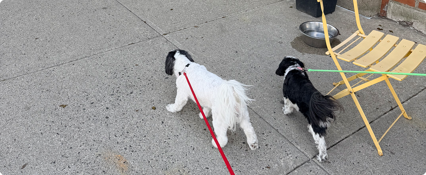 Moving to Ridgefield, CT? Your Dog Will Love It Here