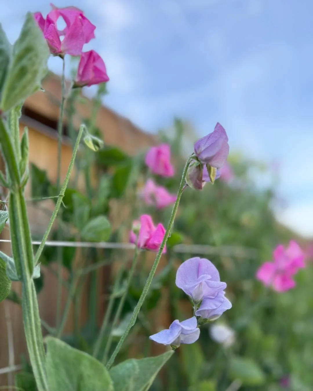 Our sweetpeas made their appearance just in time for Easter. We fuss over them all fall and winter and then they bloom to remind us that it was all worth the effort. 

#flowers #buylocal #savannah  #localflowersarethebest