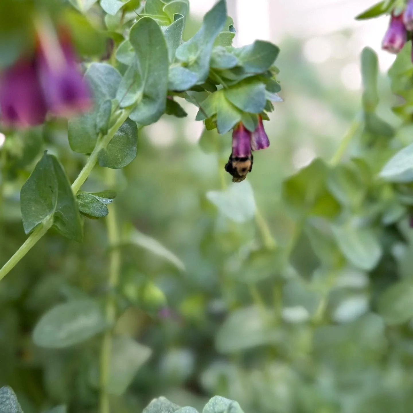 The bees just can&rsquo;t get enough of our honeywort patch. Each morning they are busy doing their thing and I am often chasing them for a photo of a fuzzy behind peeking out of a flower. 

Honeywort is an ancient cultivated flower that, as it turns