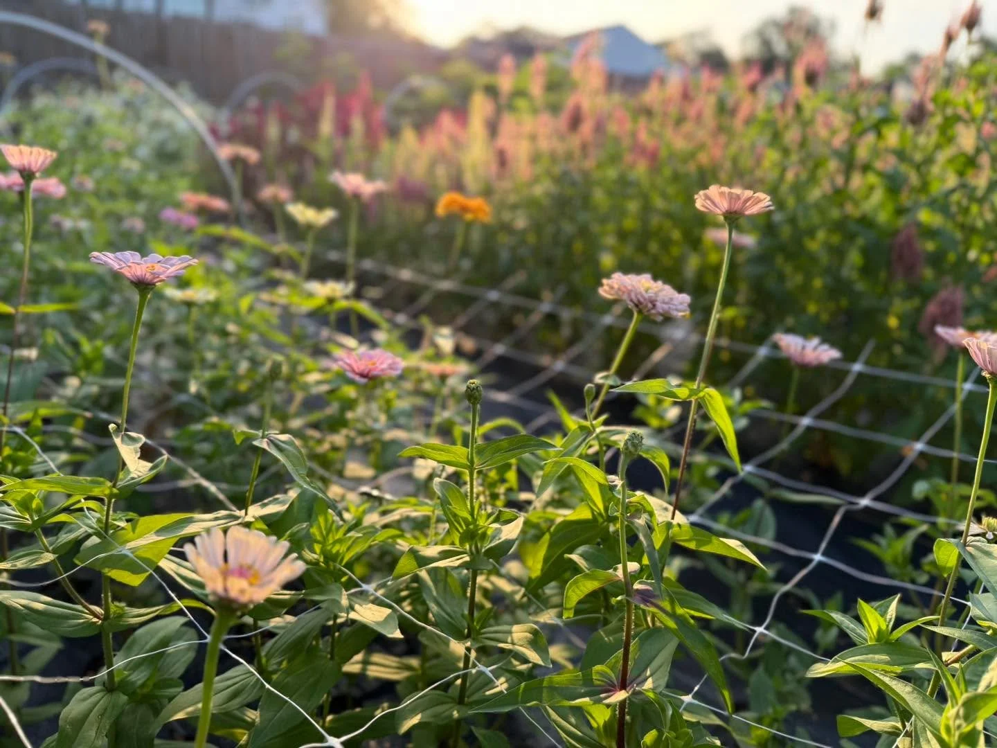 Farming means early mornings just about every day and if you know us then you know that only one of us is a morning person. 😄 But take a gander at this office space. 

#localflowers #localflowersarethebest #flowers #buylocal #savannah