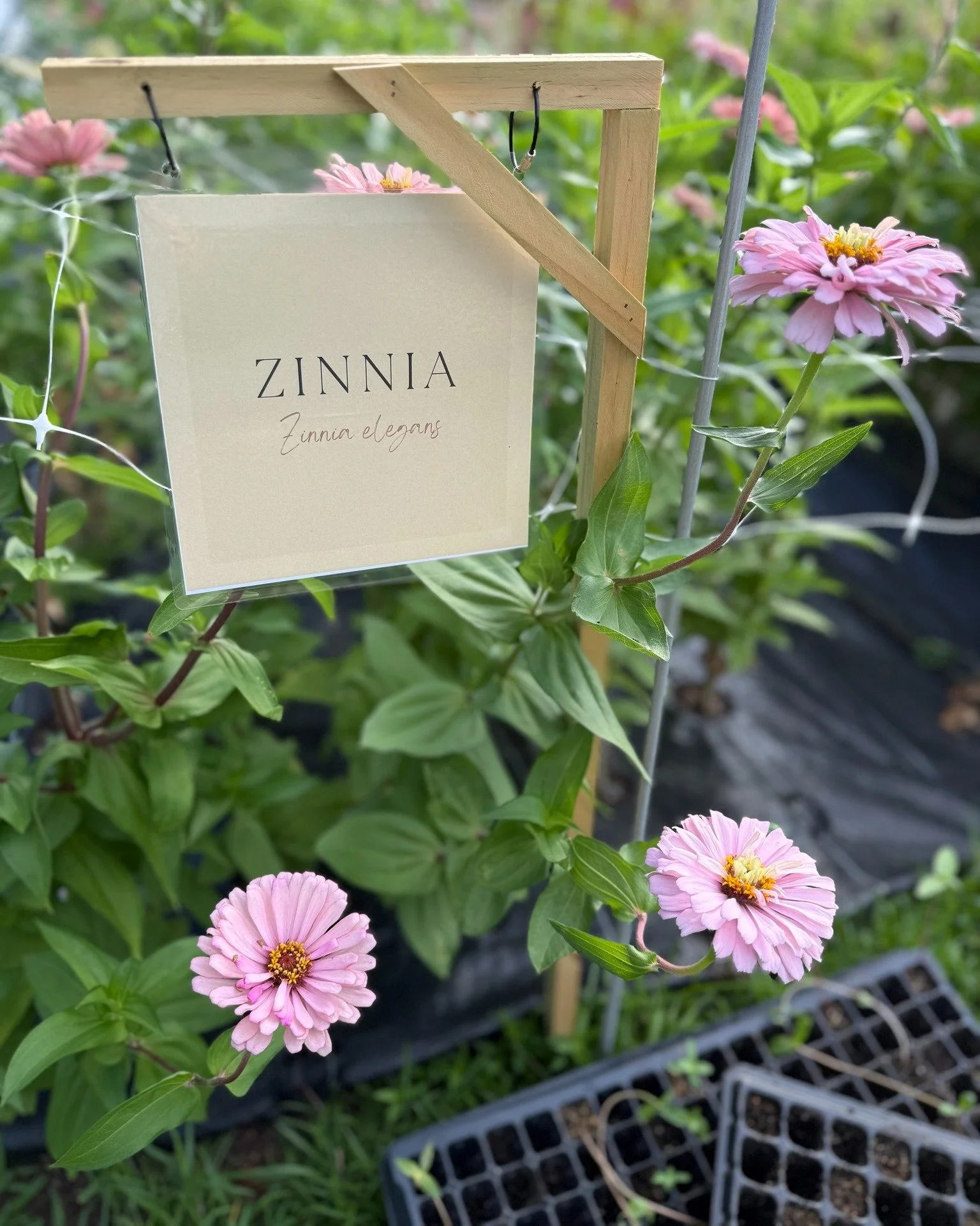Flower farming 101: Sowing the right bouquet ingredients at the right time so they marry together beautifully... for an entire season. Not for the faint of heart!  We've had moments of doubt about so many things, like, did we sow enough zinnias?  And