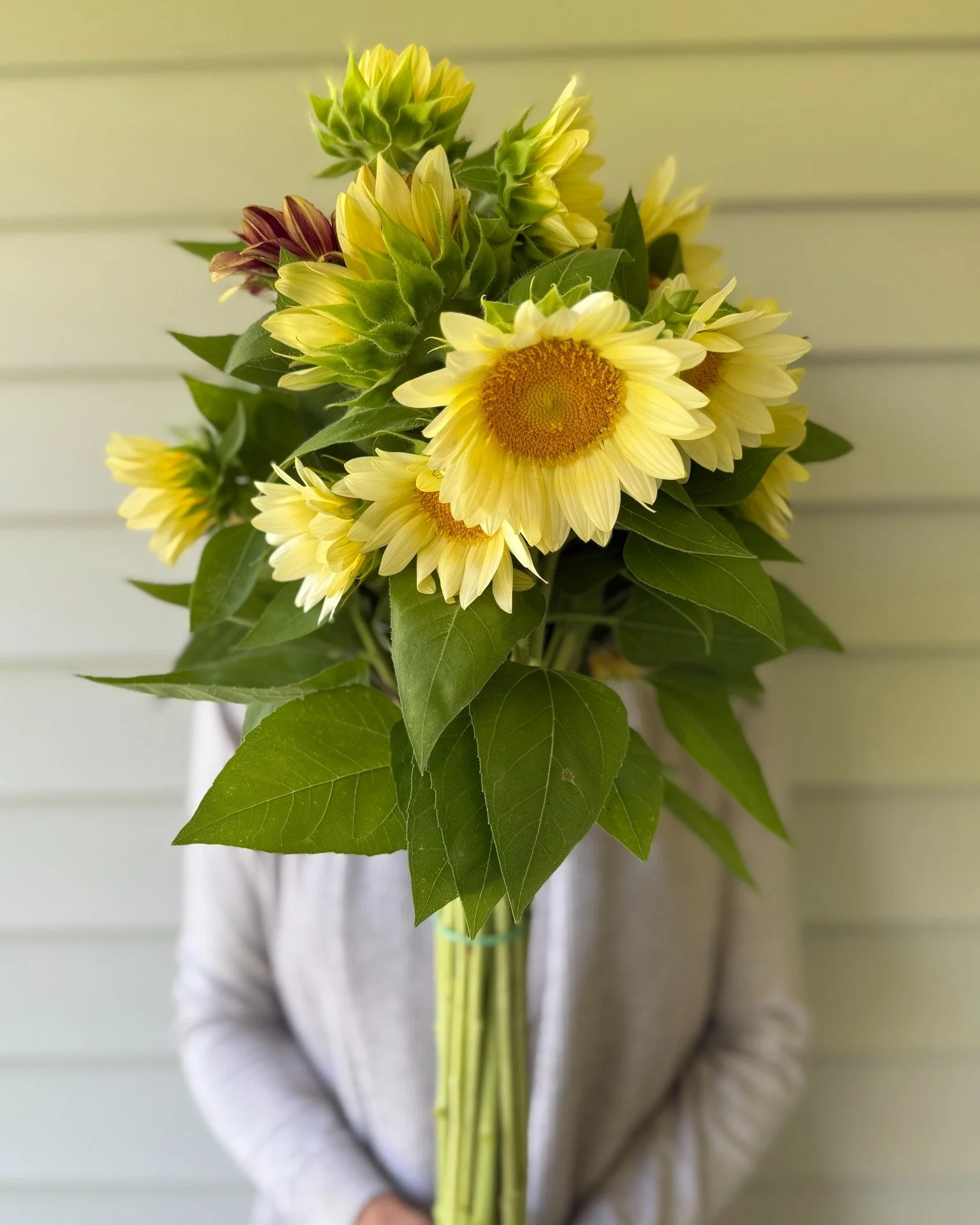 Summer is for swoon-worthy sunflowers.

 #savannah #localflowers #localflowersarethebest #flowers #buylocal