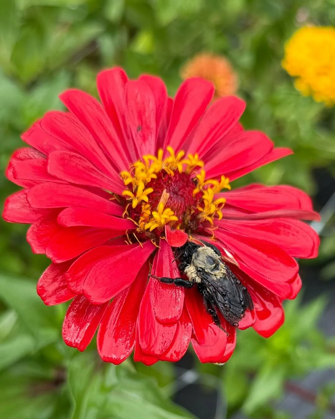 I joke that there are days when it feels like we&rsquo;re running an insect sanctuary and a flower farm. When I noticed this bee drenched and completely weather beaten after a ferocious Savannah downpour, I felt great about our decision not to spray 