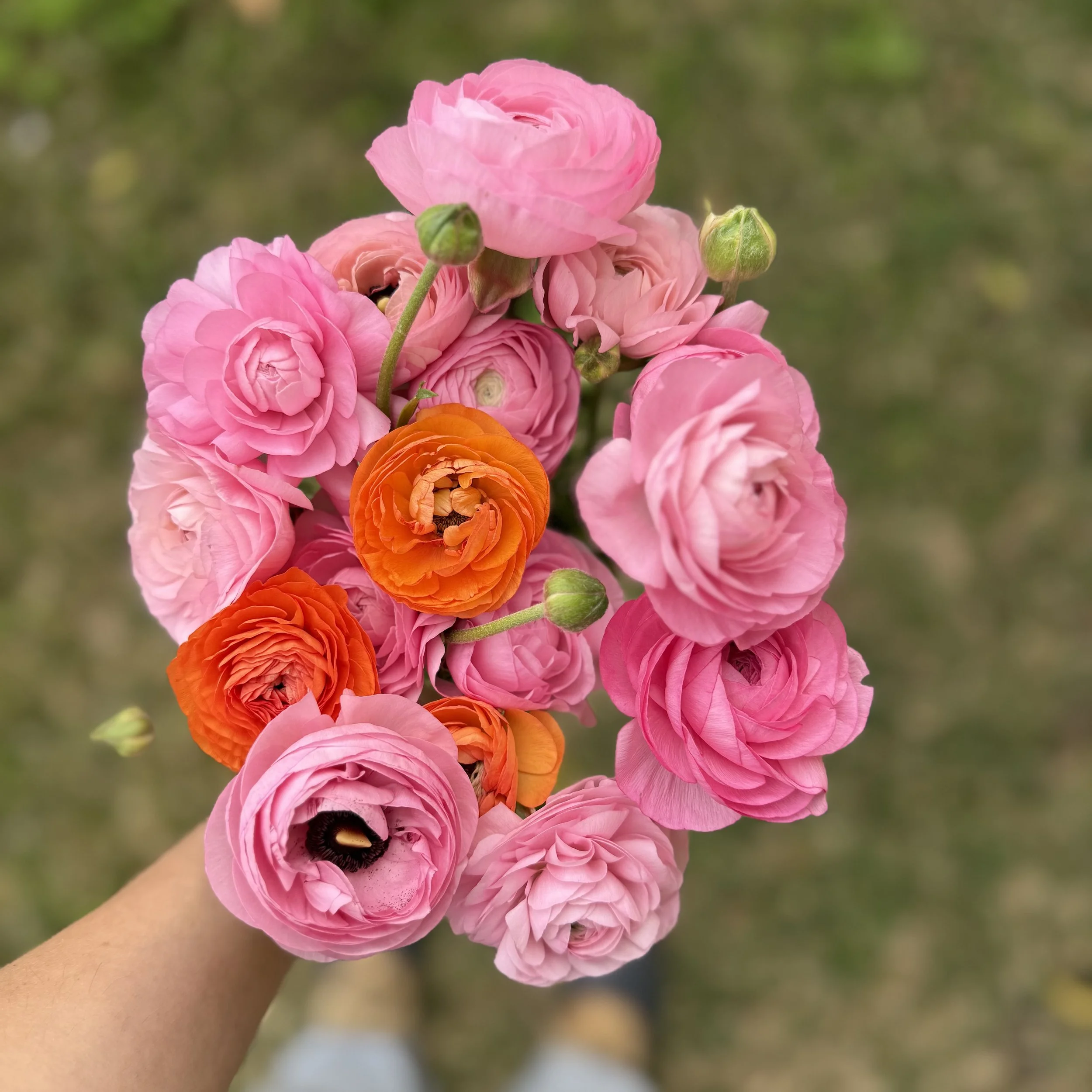 ranunculus-bouquet.jpeg