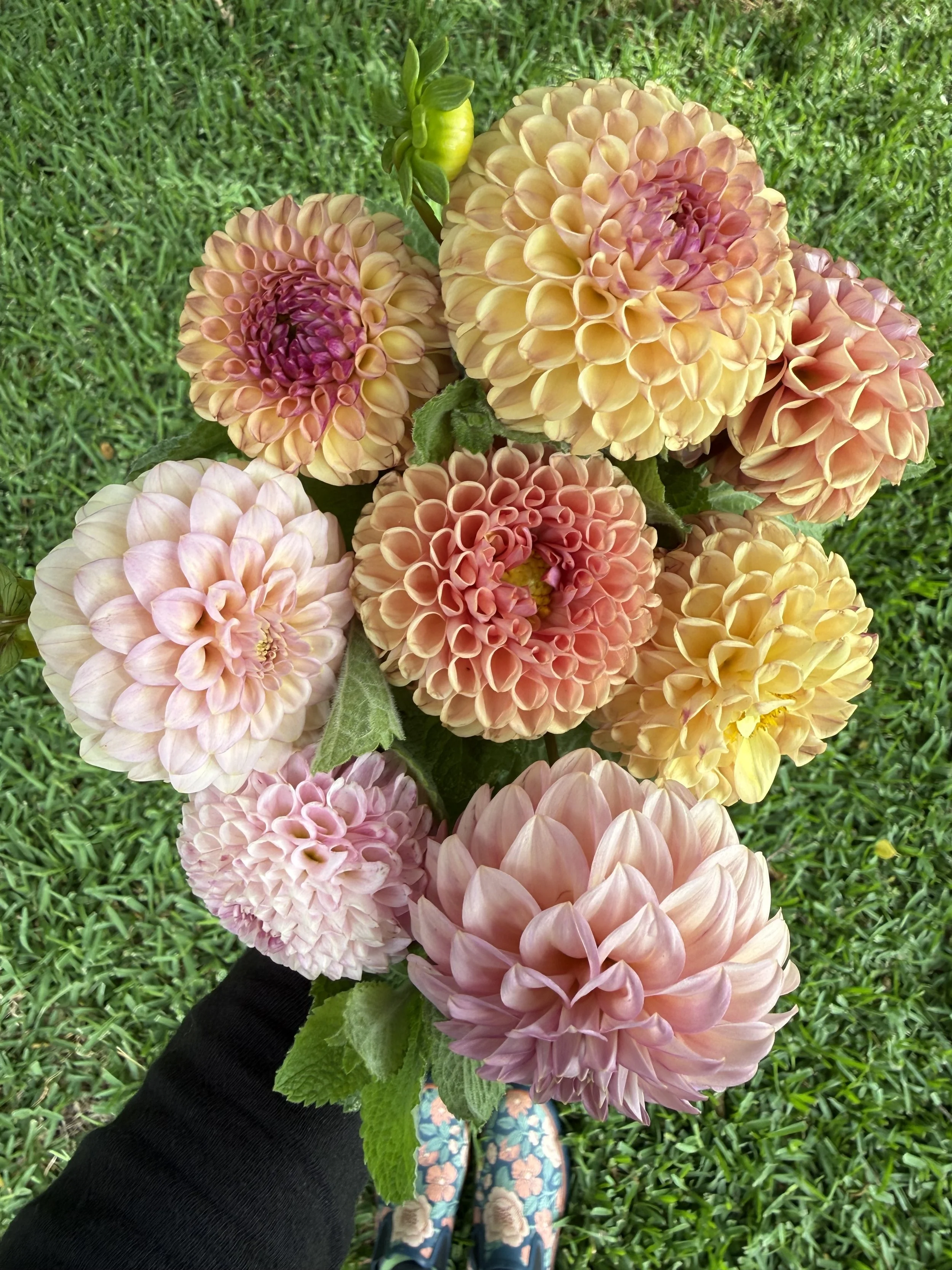 Dahlia Bouquet