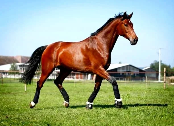 Lameness investigations