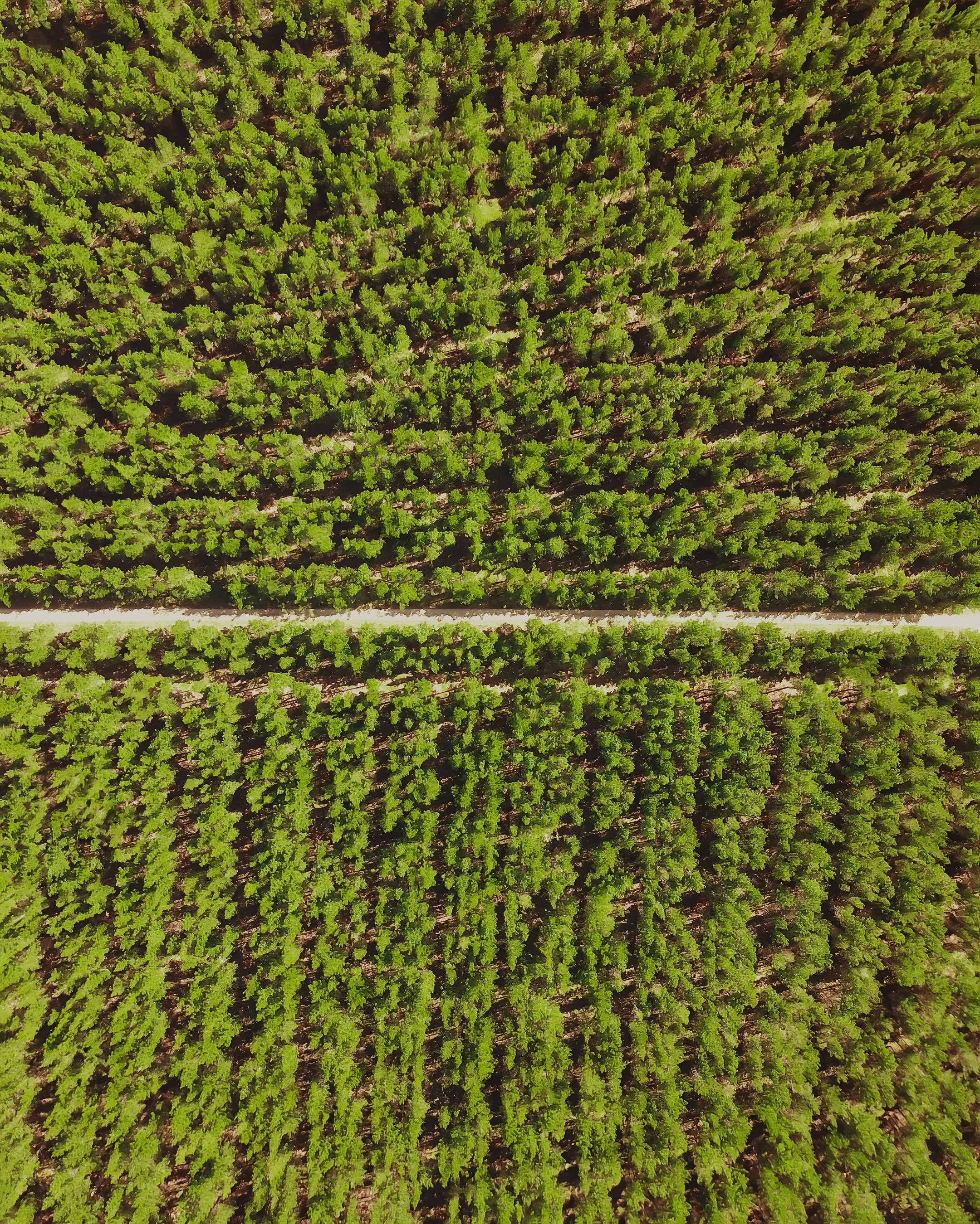 Up Above - Forest.jpg