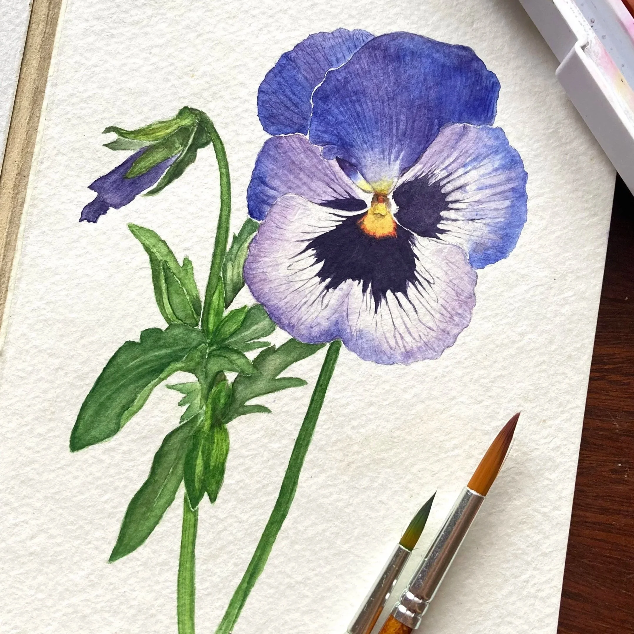 botanical illustration of pansy flower for home decor