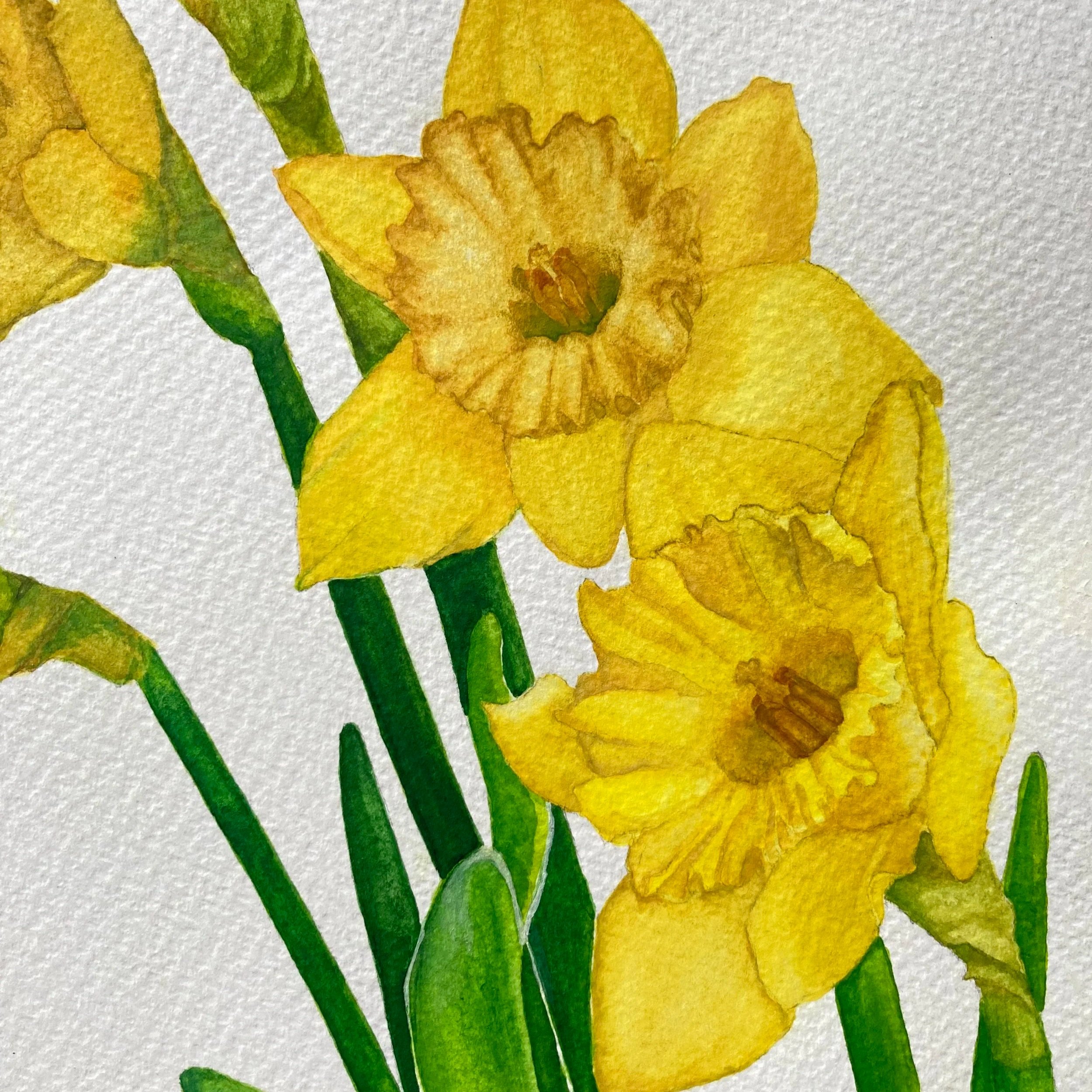 Daffodils