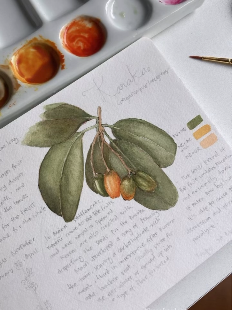 Karaka and its orange drupe