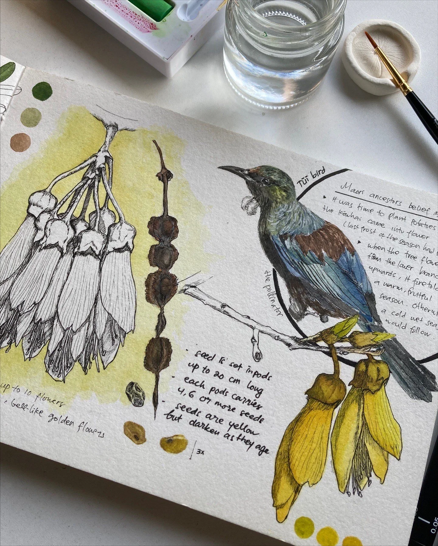 Kowhai and Tui