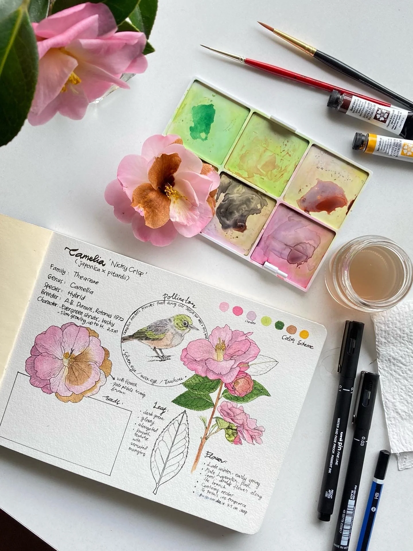Camelia and Silvereye