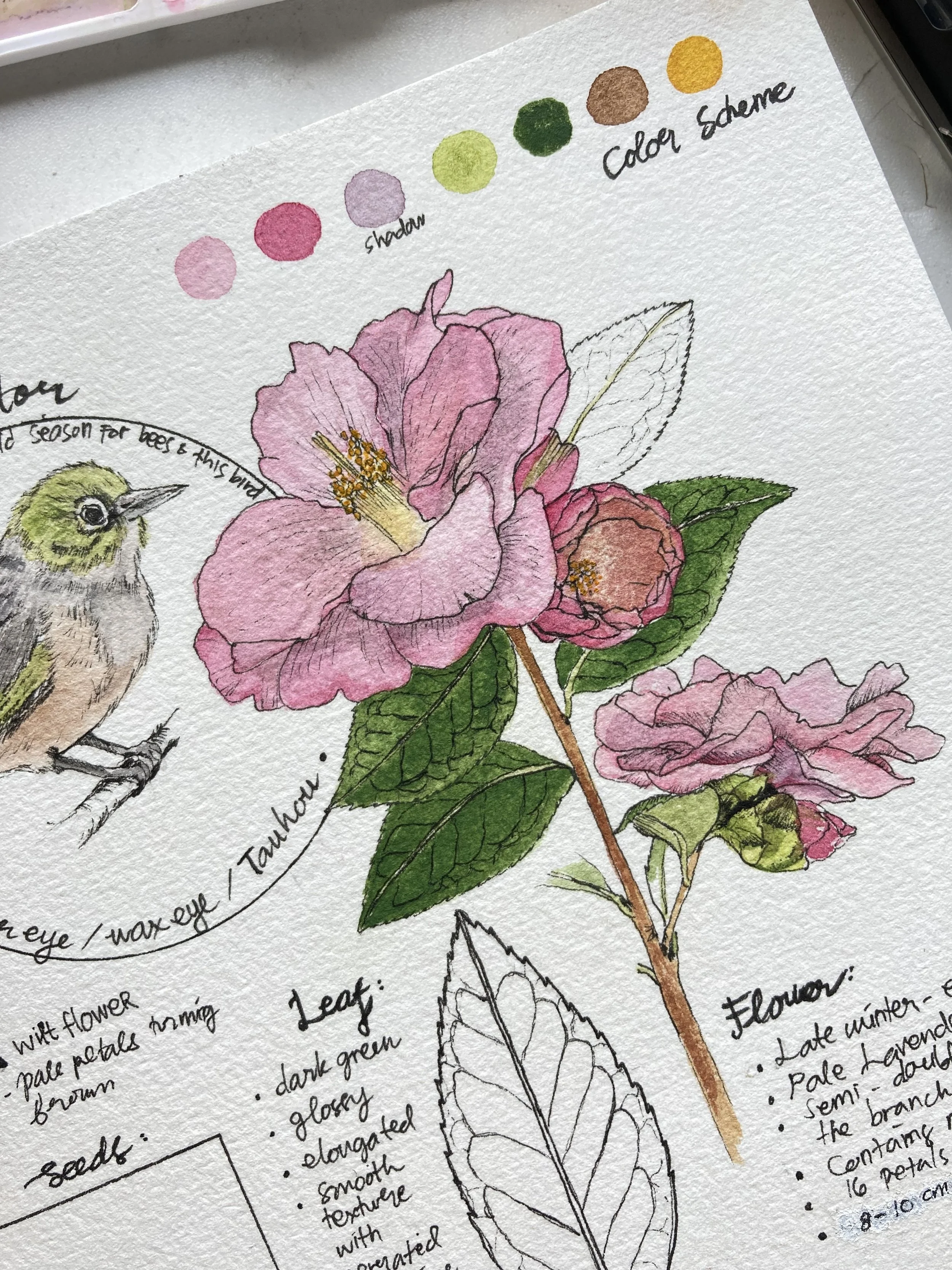 Hand-drawn botanical illustration of pink Camelia with detailed petals, stamens, and green leaves, accompanied by handwritten notes and color scheme swatches for various shades used in the drawing.