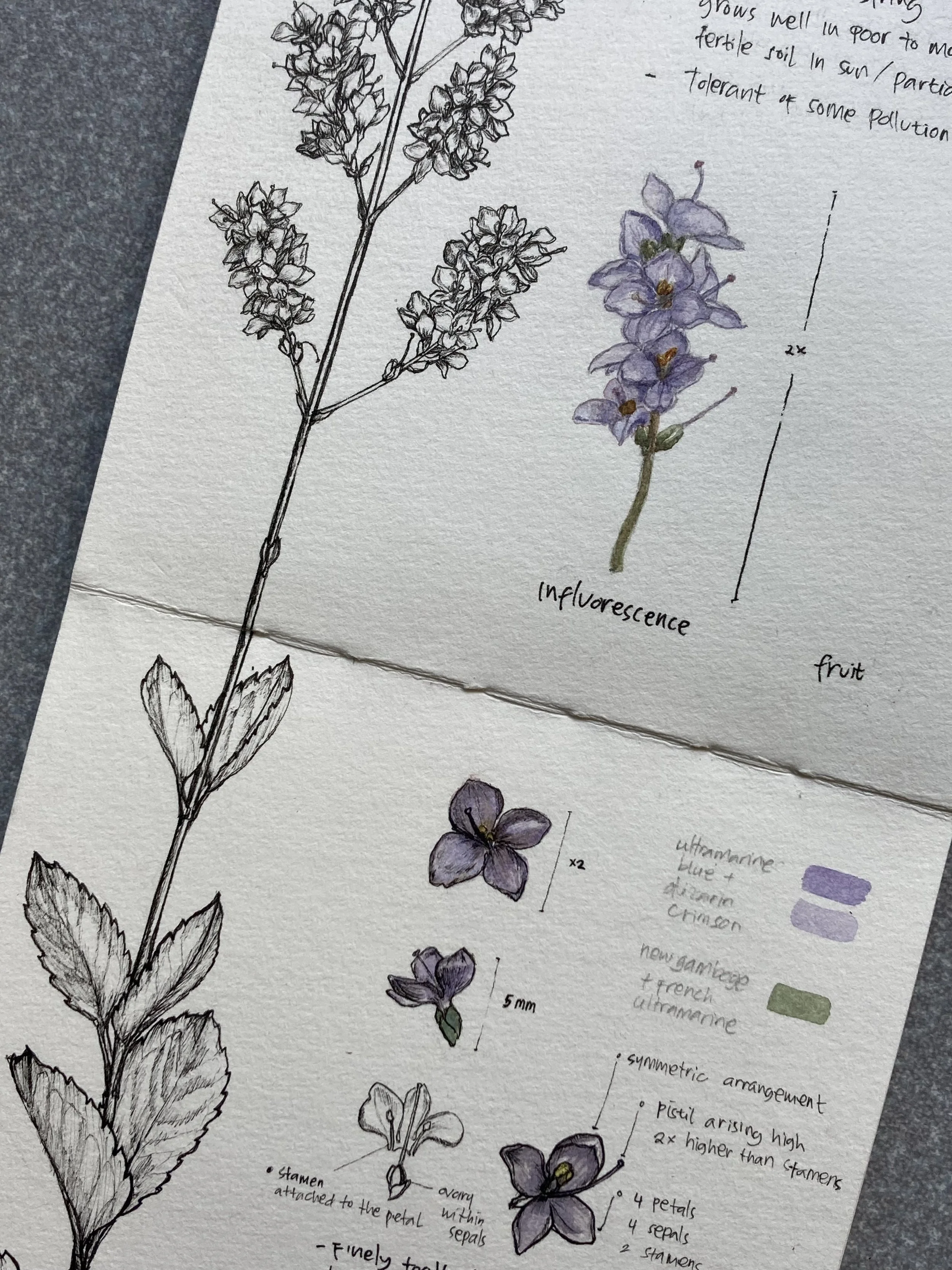 New Zealand Lilac