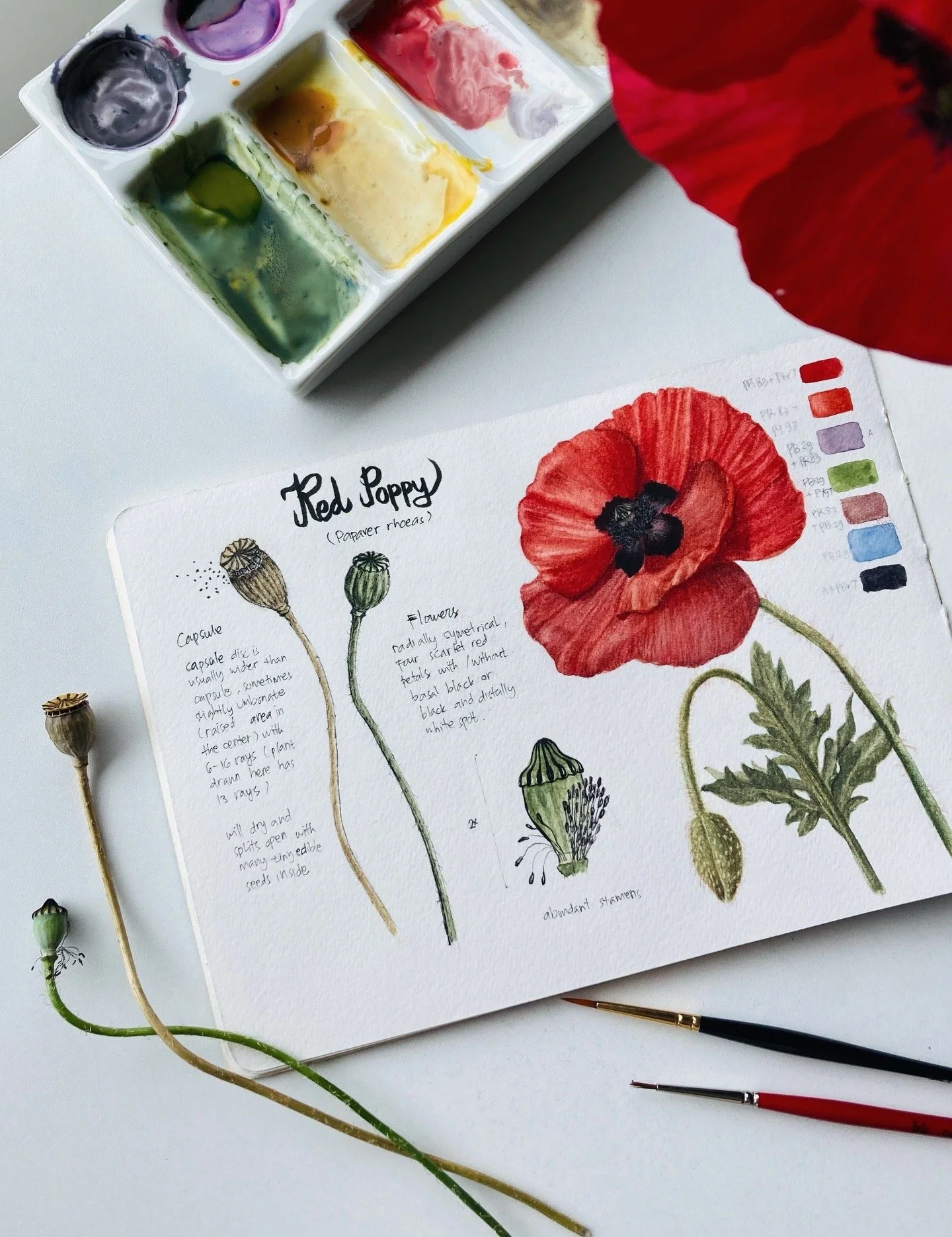 Red Poppy