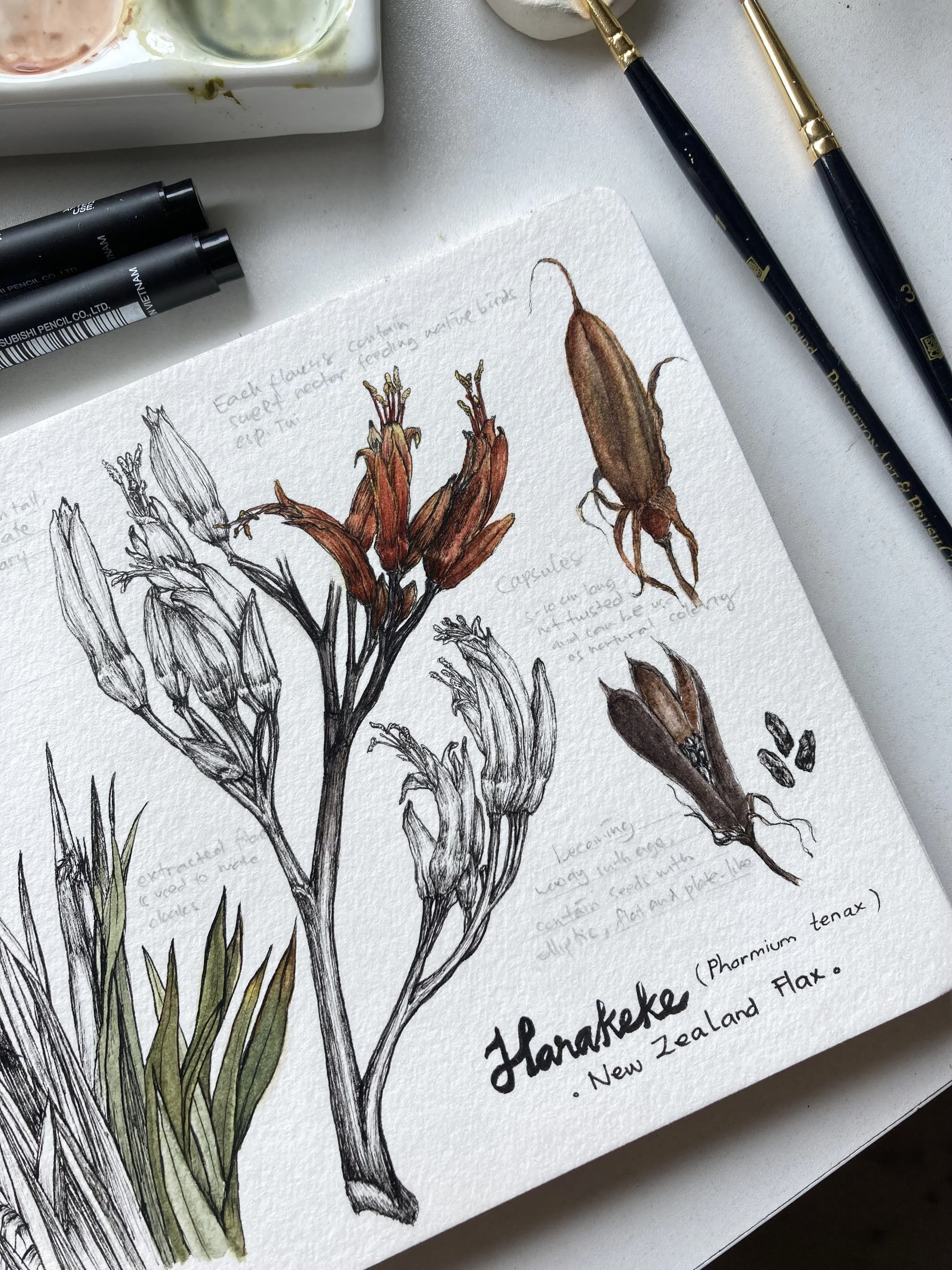 A detailed botanical illustration of harakeke (New Zealand Flax) on watercolor and ink paper, with handwritten notes about the plant's features. 