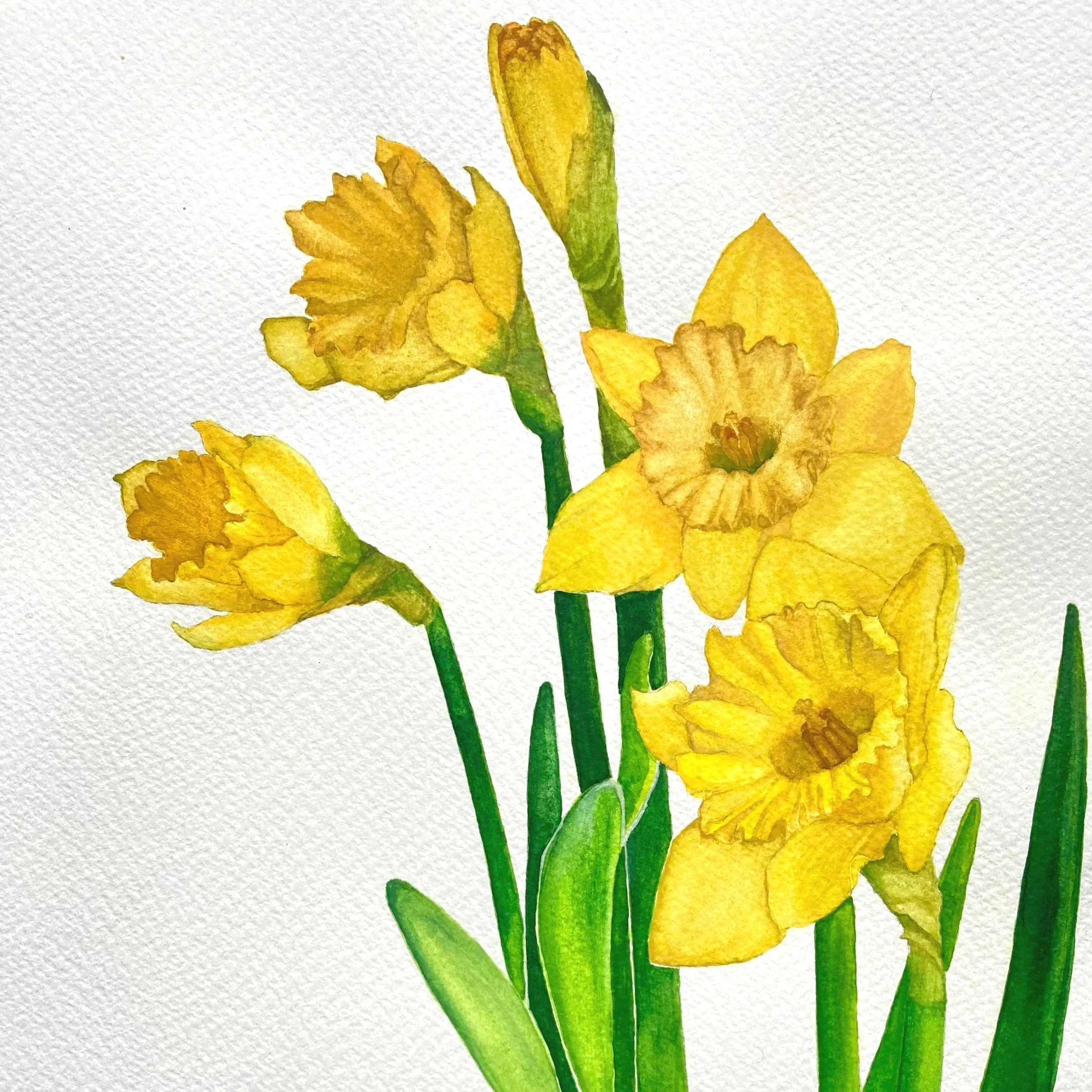 watercolor botanical art of daffodils for home decor