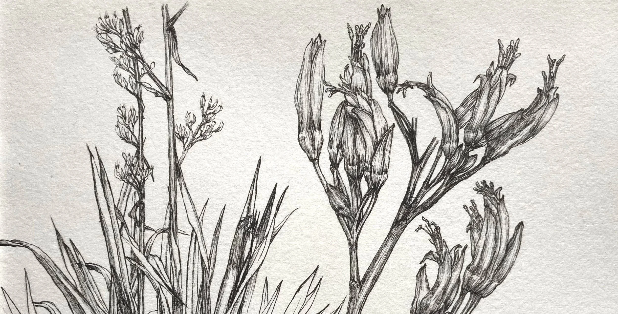 Black and white sketch of grass and wildflowers against a plain background.