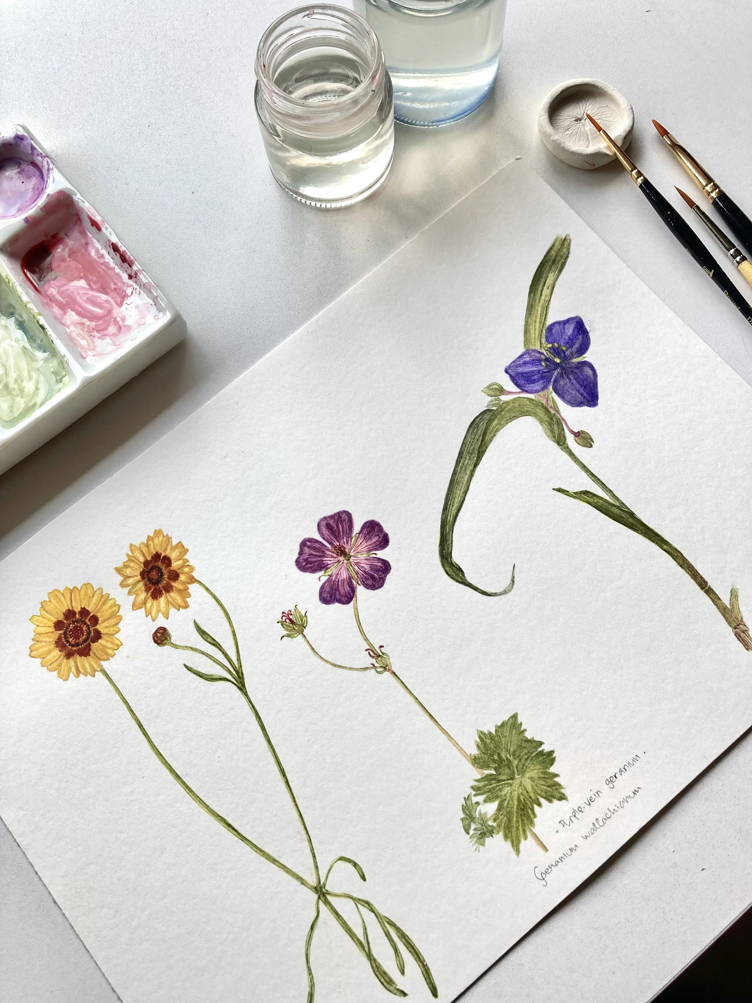 Wild Flowers