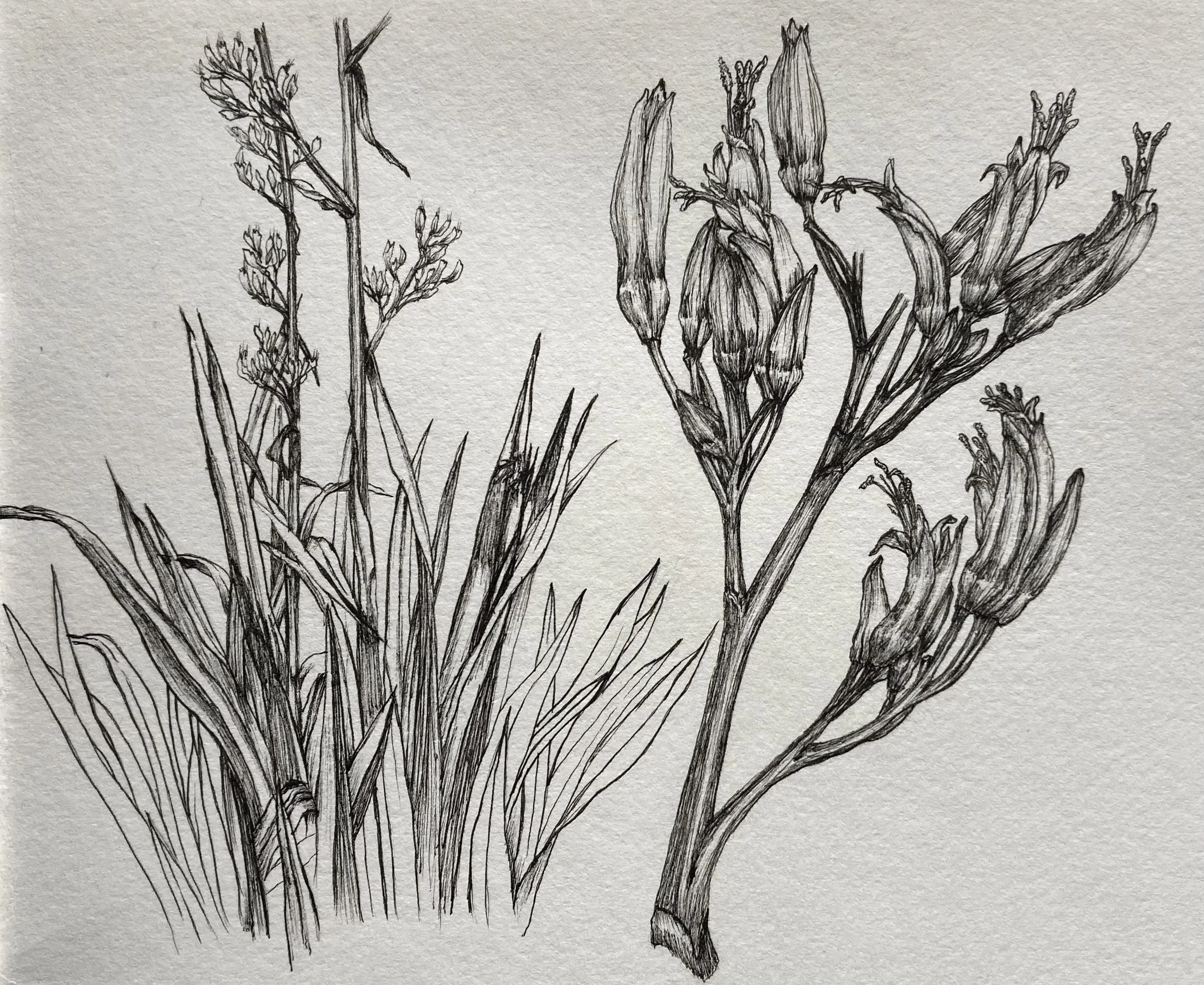 Harakeke
New Zealand Flax