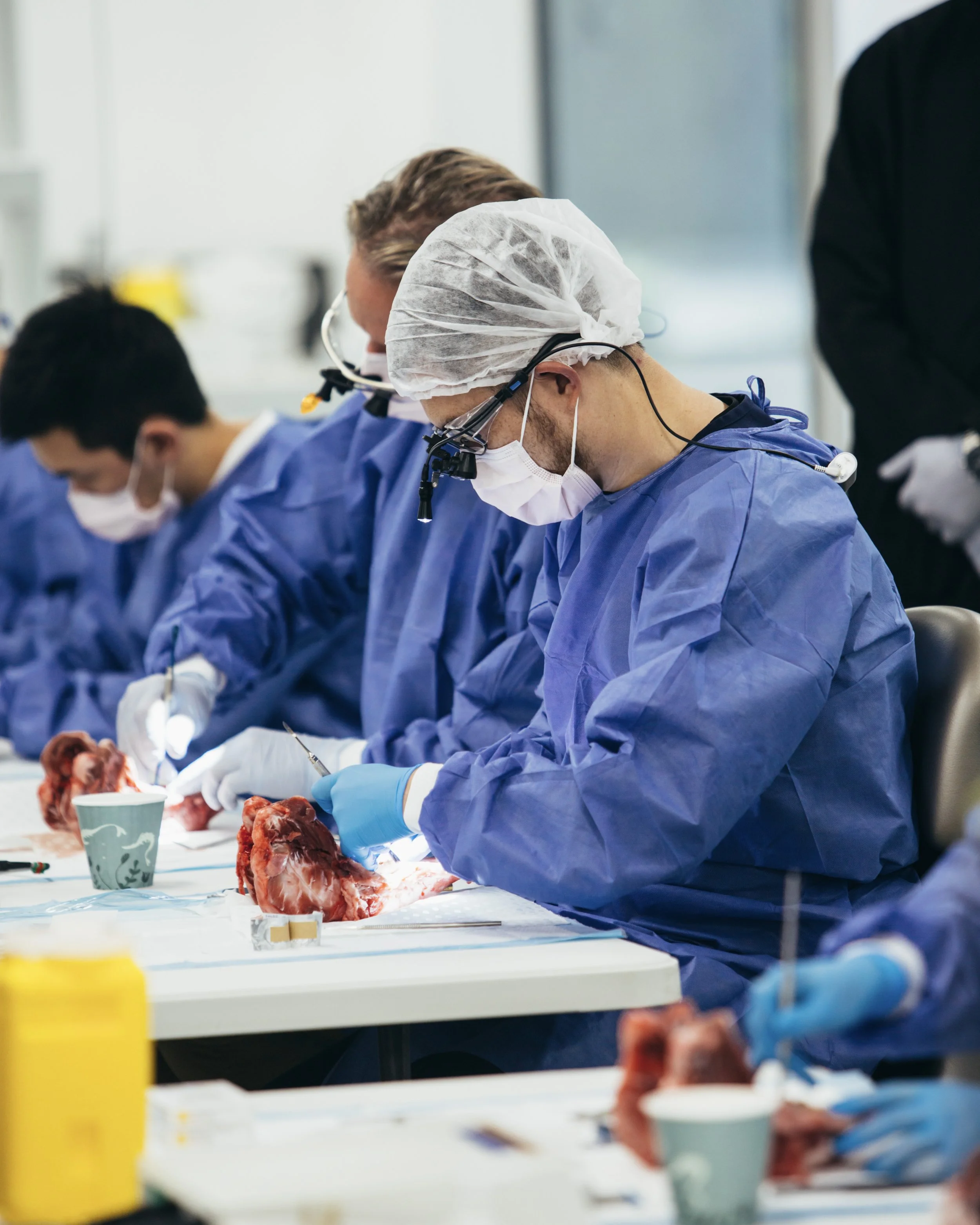 pig-jaw-training-surgical-extraction-course-melbourne