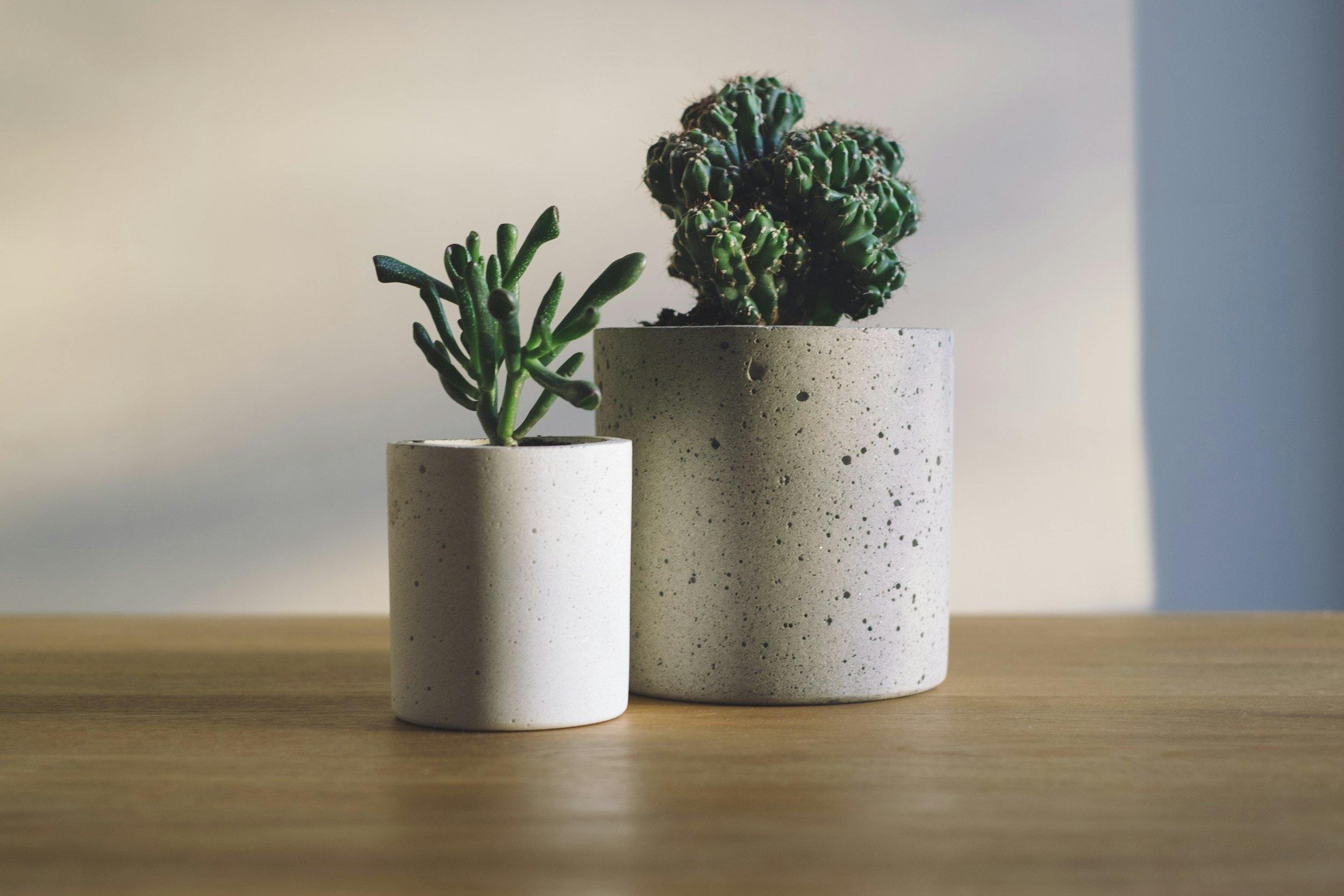 Three white cylindrical vases with speckled textures holding green succulents on a wooden surface, with a plain background.
