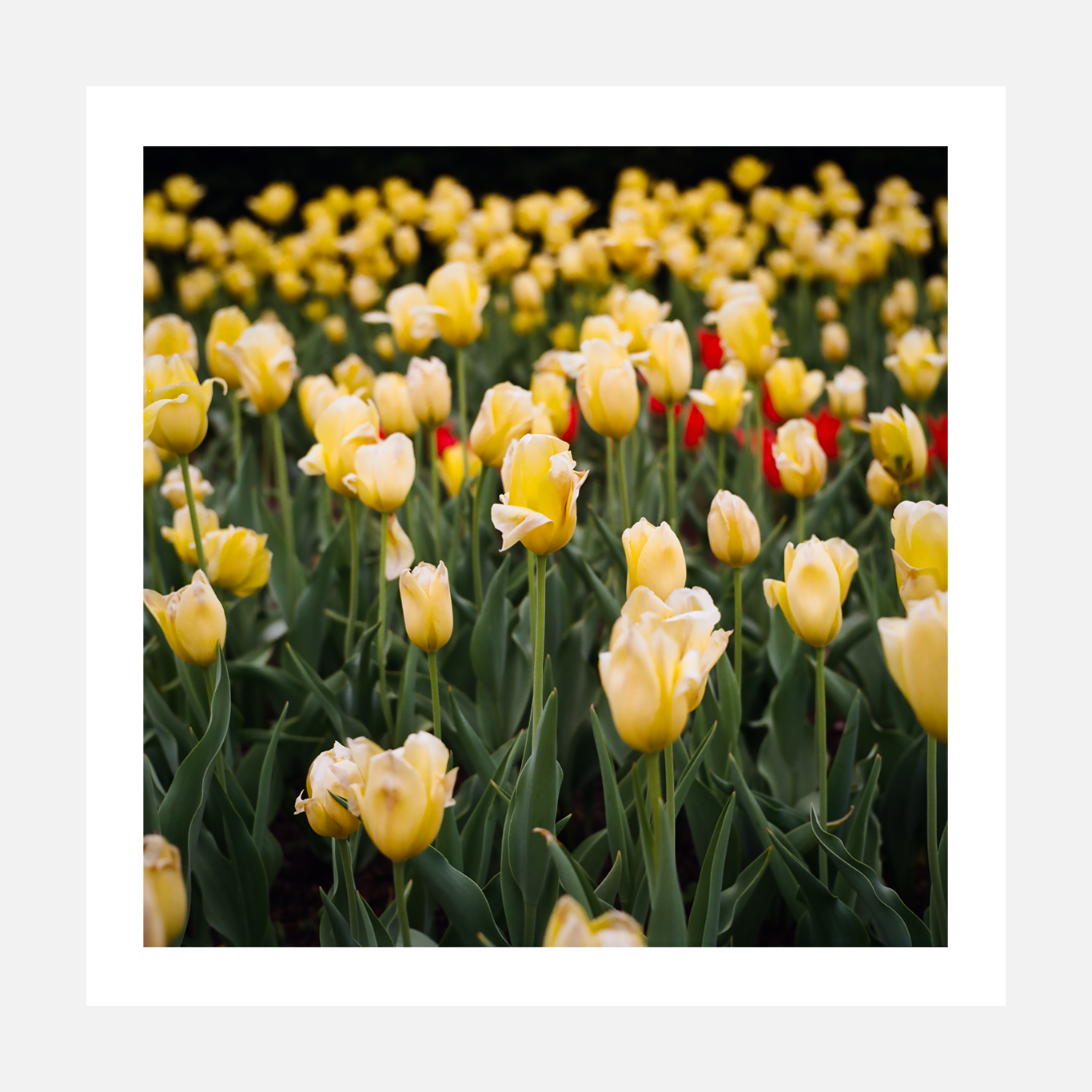 Yellow Tulips – Medium Format Film