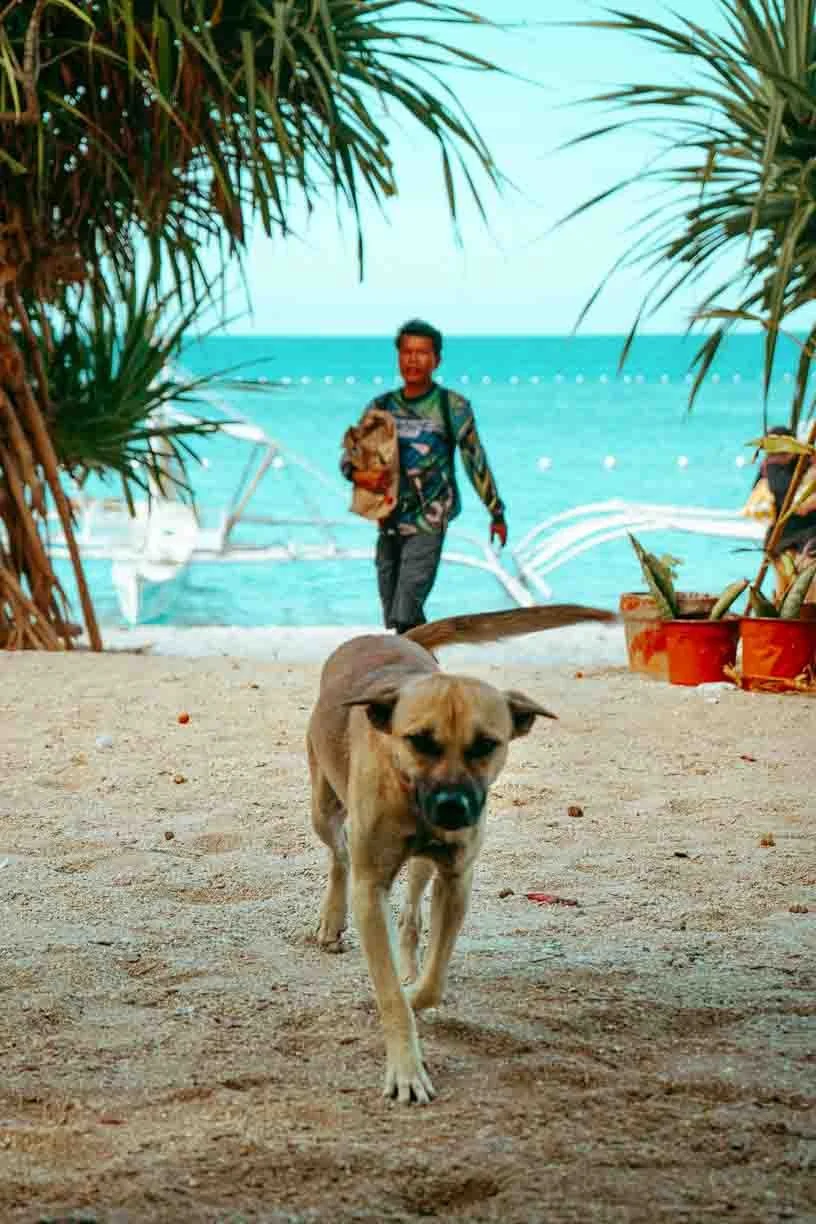 A dog walking on the sandy beach towards the camera with a boy in a blue shirt and backpack walking behind him. The beach features tropical plants, a swimming pool, and the ocean in the background.