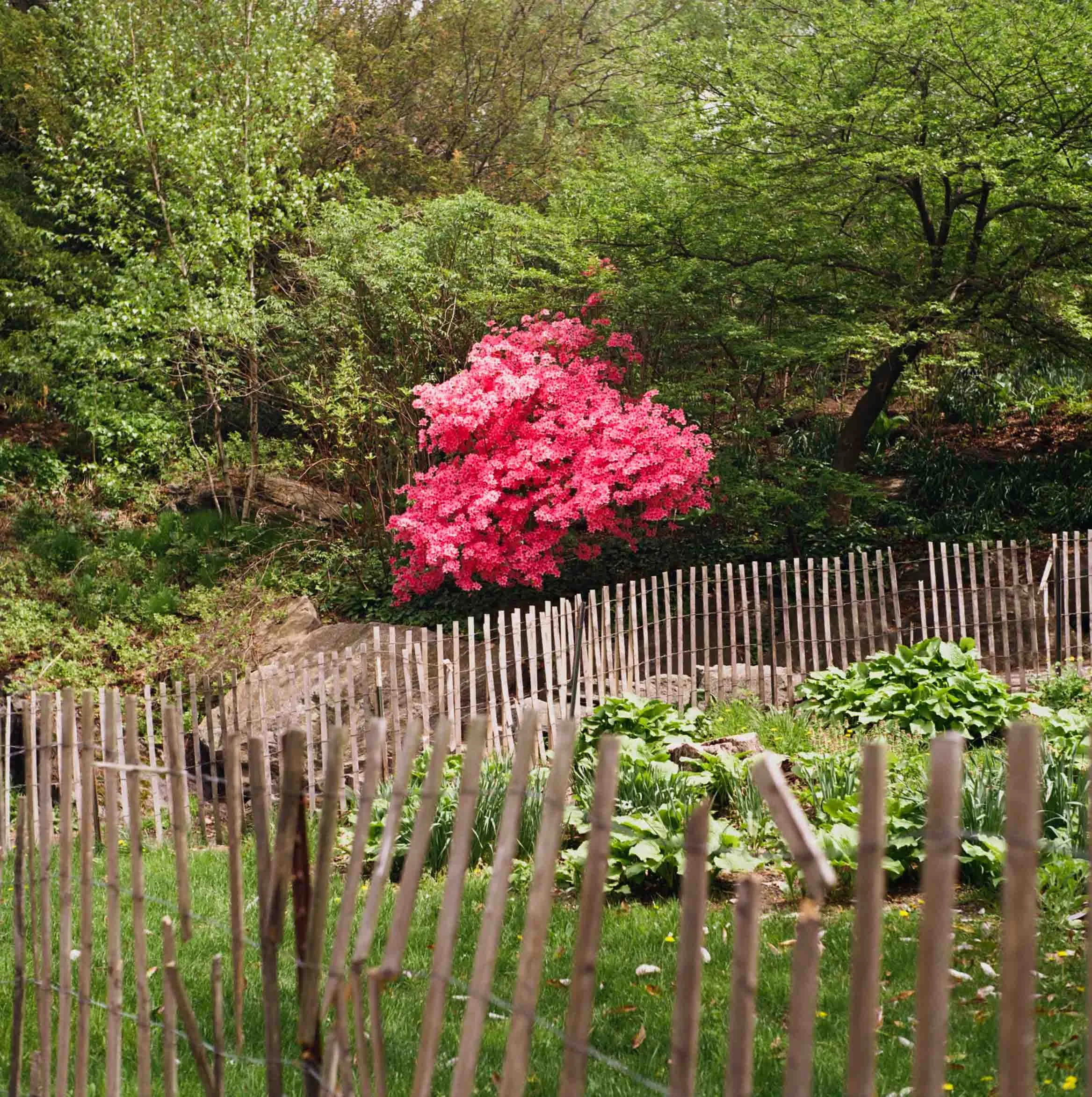 fort-tryon-pink-azaleas-nyc.jpg