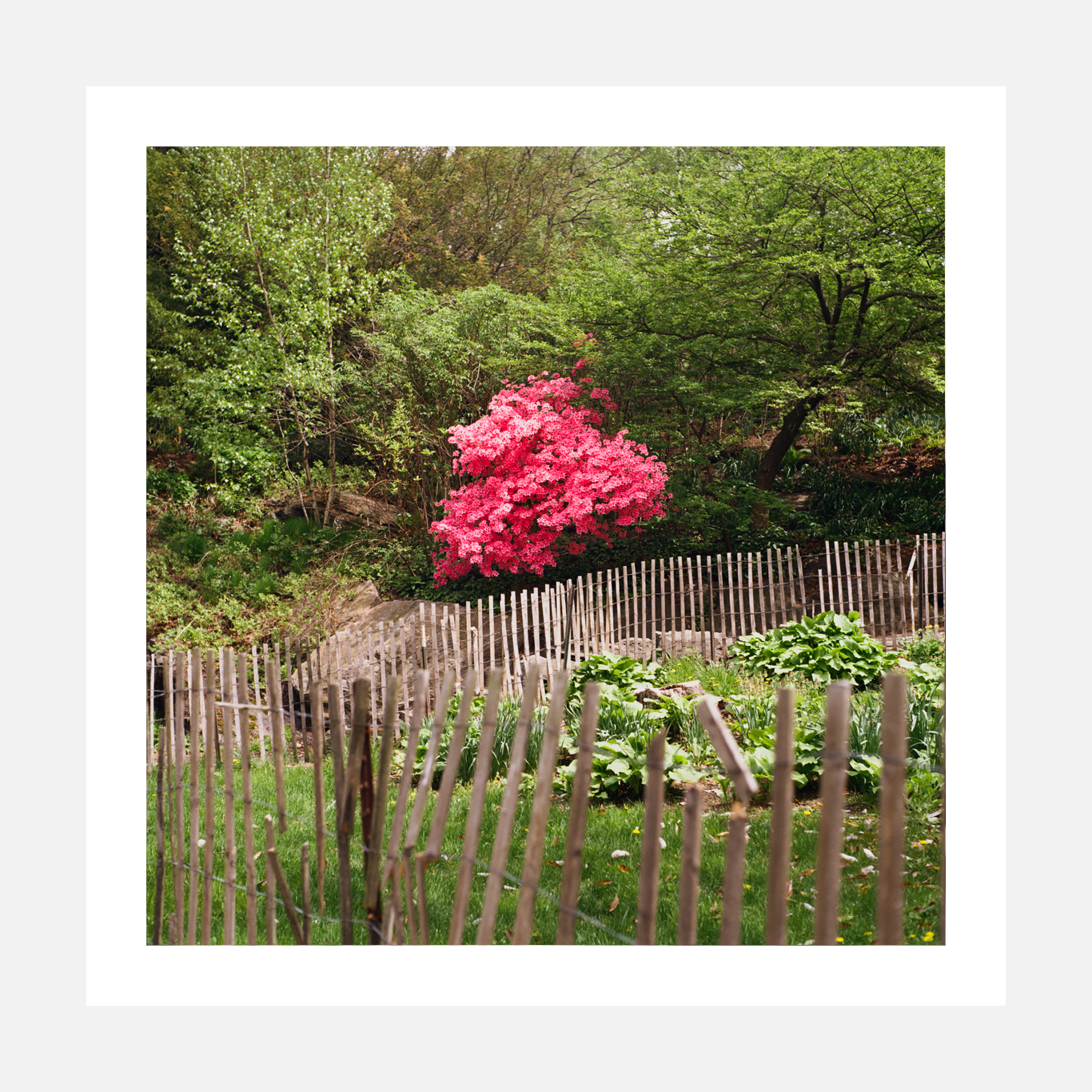 Lone Azalea – Medium Format Film