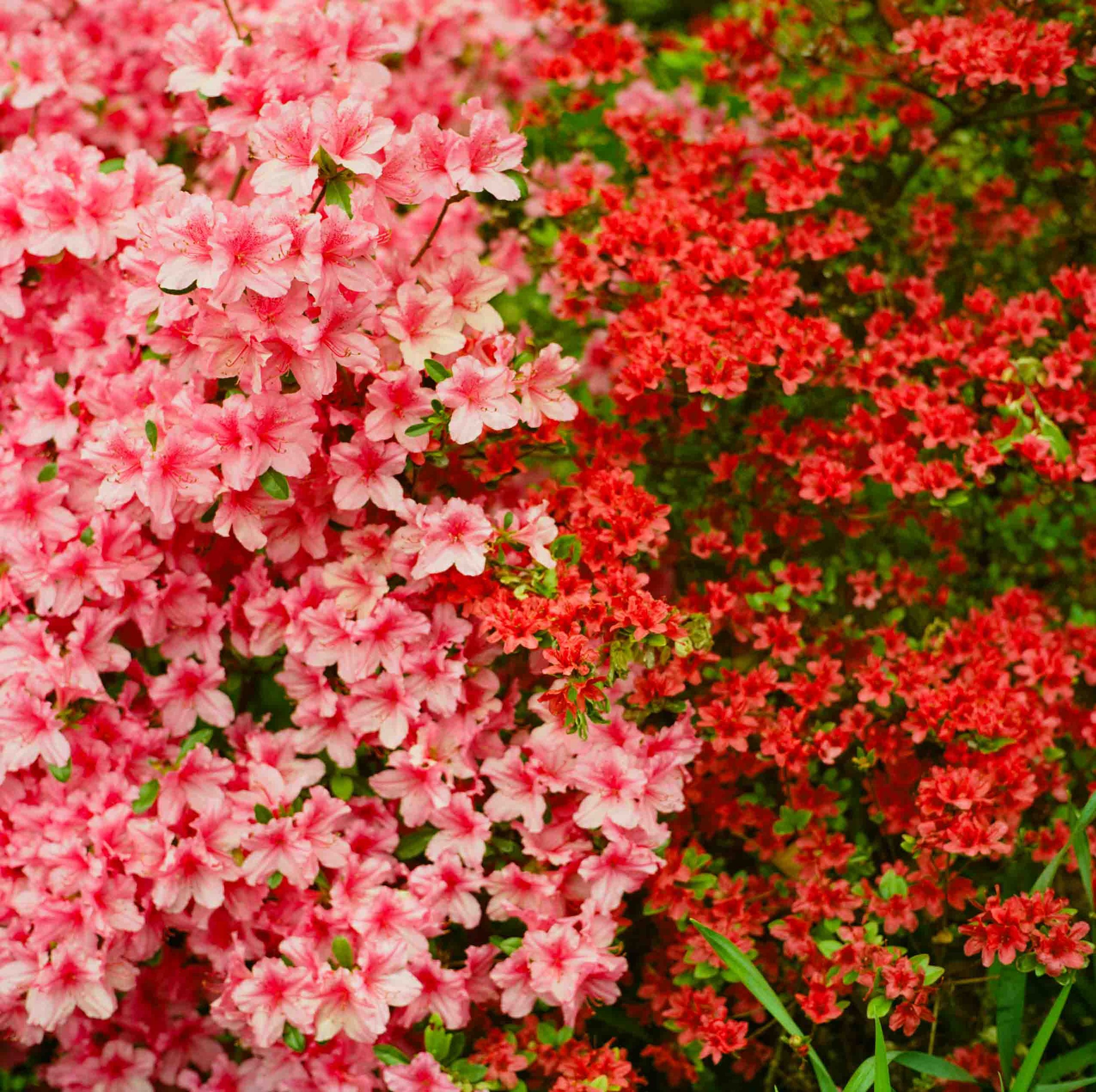 pink-red-azaleas-nyc.jpg
