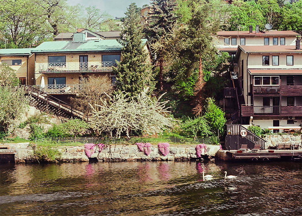Two swans swim in the river, behind them are purple flowers and two riverside houses with trees surrounding them