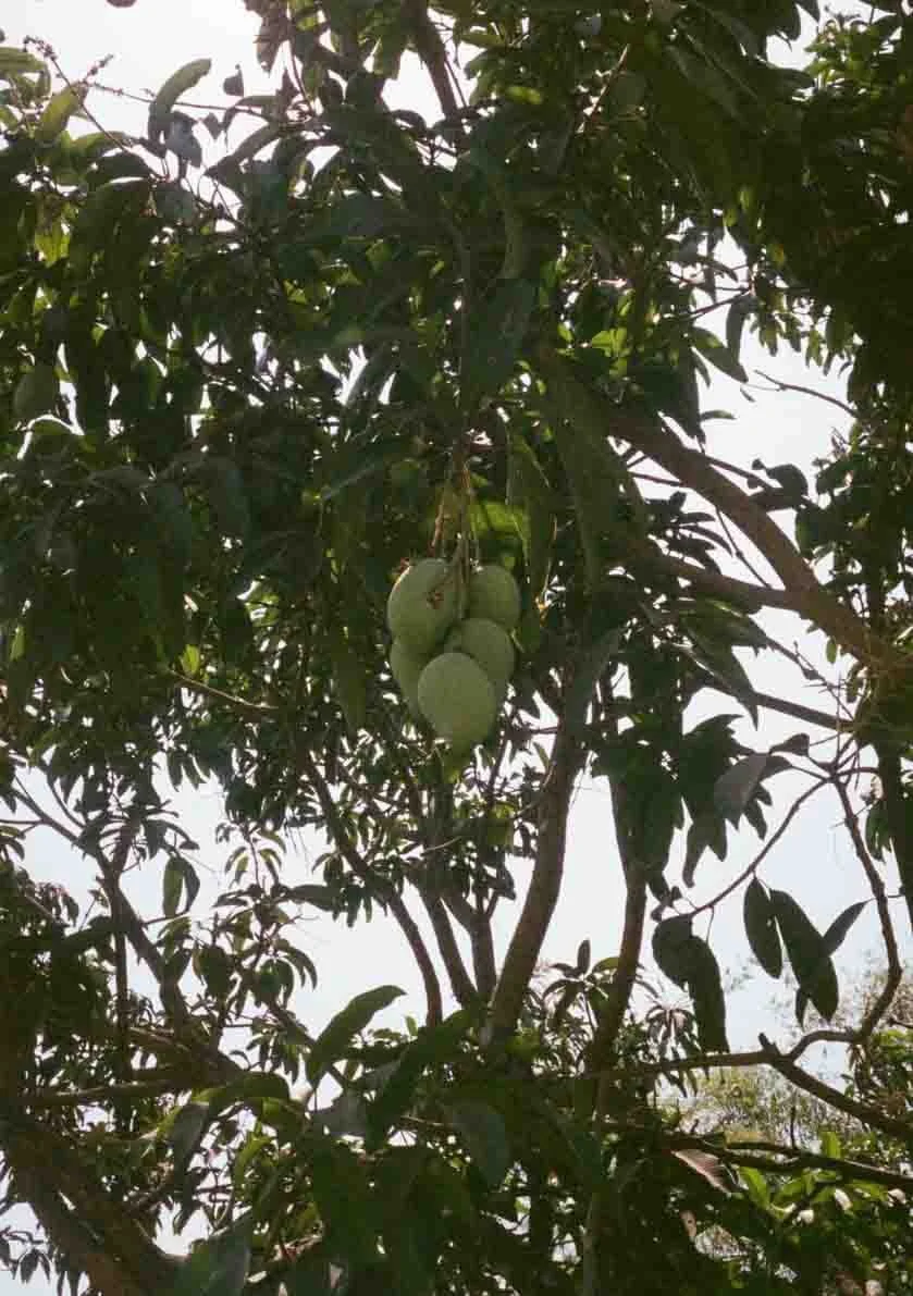 Green mangoes hanging on a tree surrounded by green leaves.