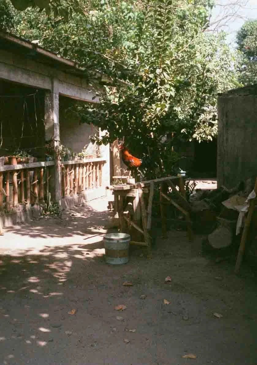 A rural yard scene with a red rooster perched on a wooden structure, surrounded by trees, a dirt ground, and a rustic building with potted plants on a shelf, sunlight filtering through the leaves.
