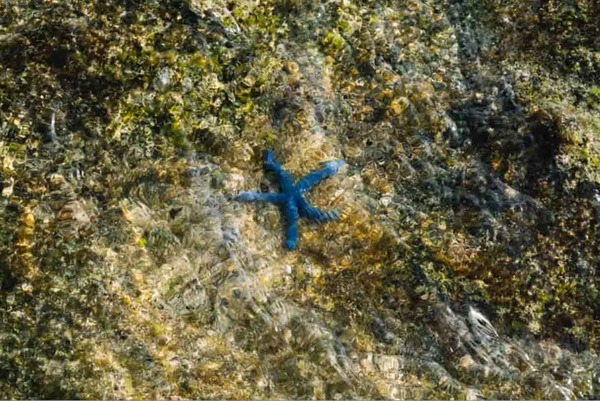 A starfish on a rocky, algae-covered shoreline, with water visible around it.
