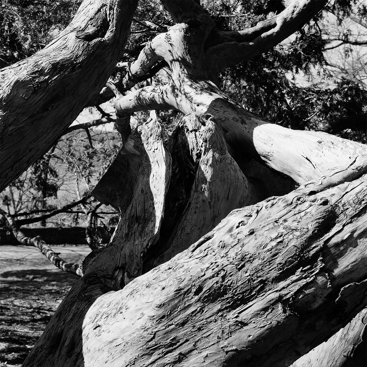 Close-up black and white photo of a gnarled, weathered tree trunk and branches with textured bark, with background of other trees and sky.