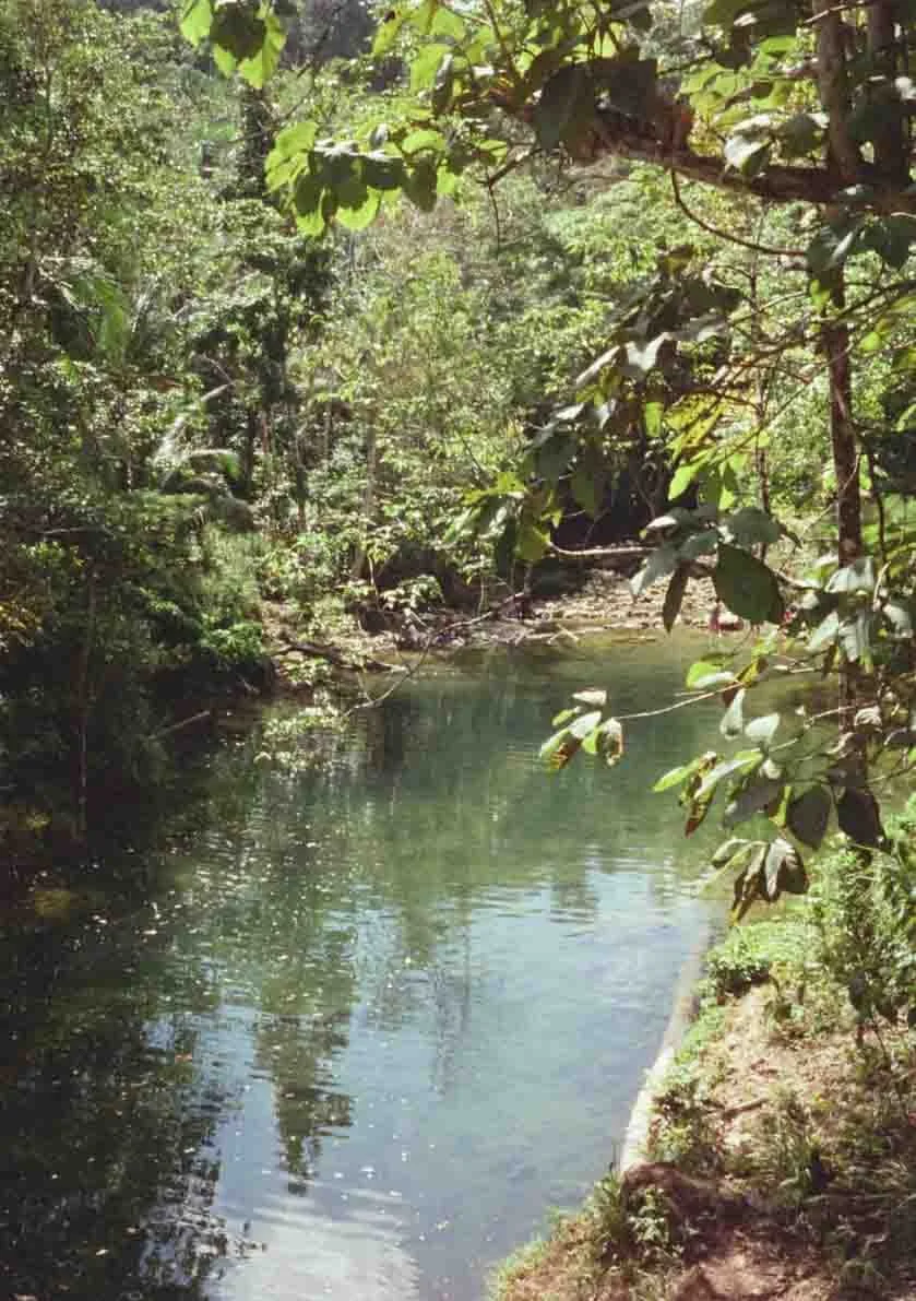 A serene creek flowing through a lush, green forest with dense foliage and sunlight filtering through the leaves.