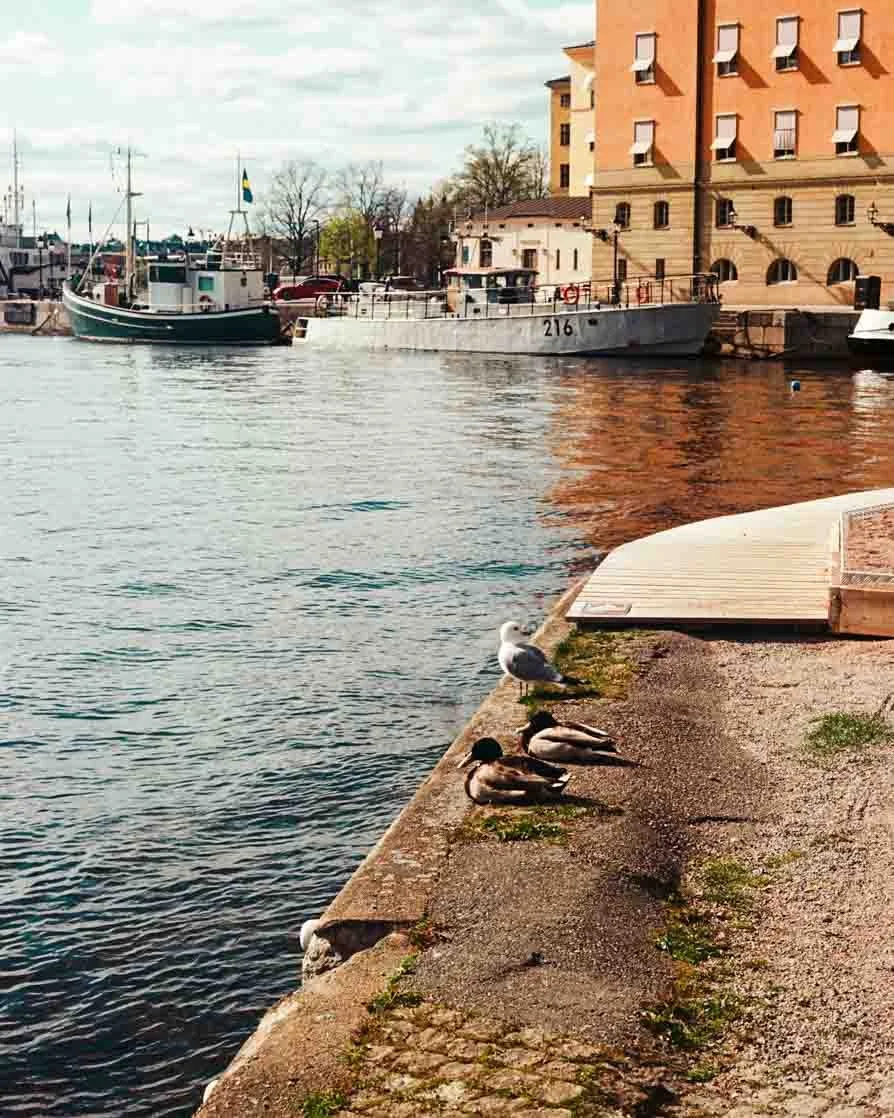 Boats docked along a harbor with ducks resting on the sidewalk, and a building with multiple windows in the background.