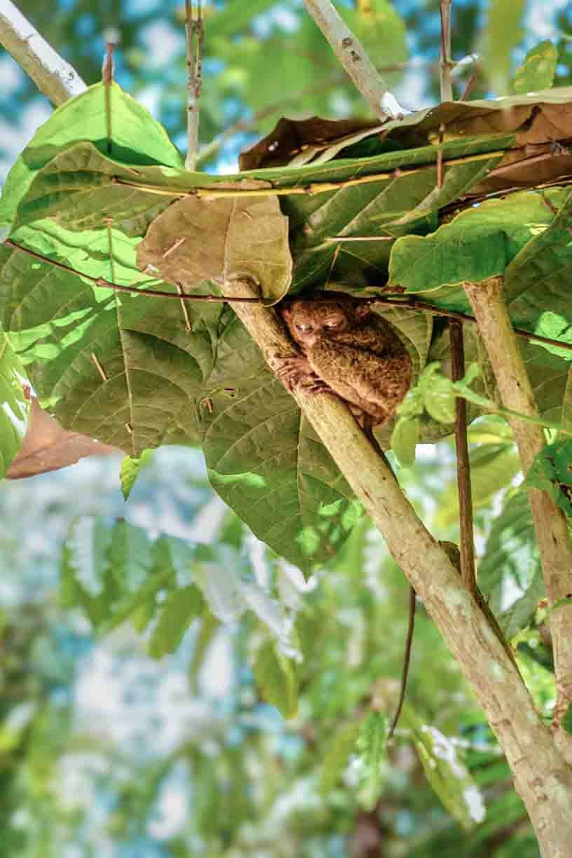 A small owl is nestled in the branches of a tree with large green leaves, some of which are brown and withered.