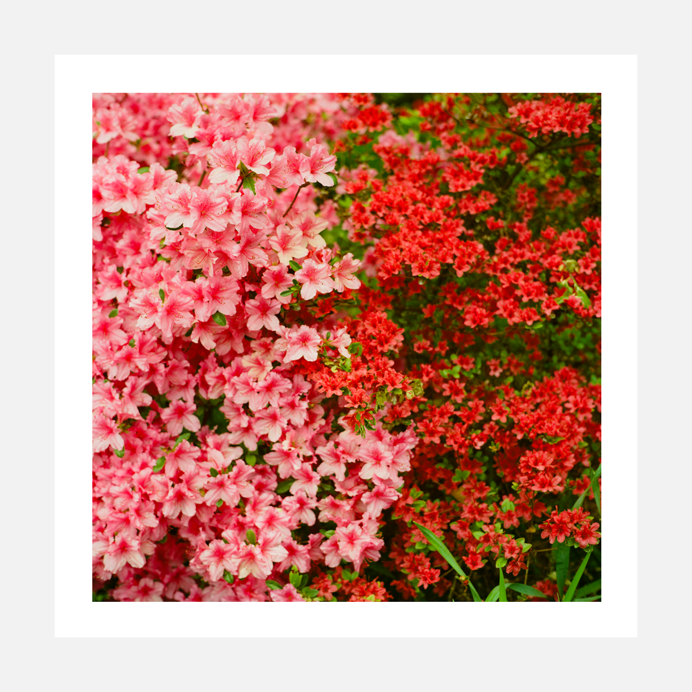 Pink and Red Azaleas – Medium Format Film