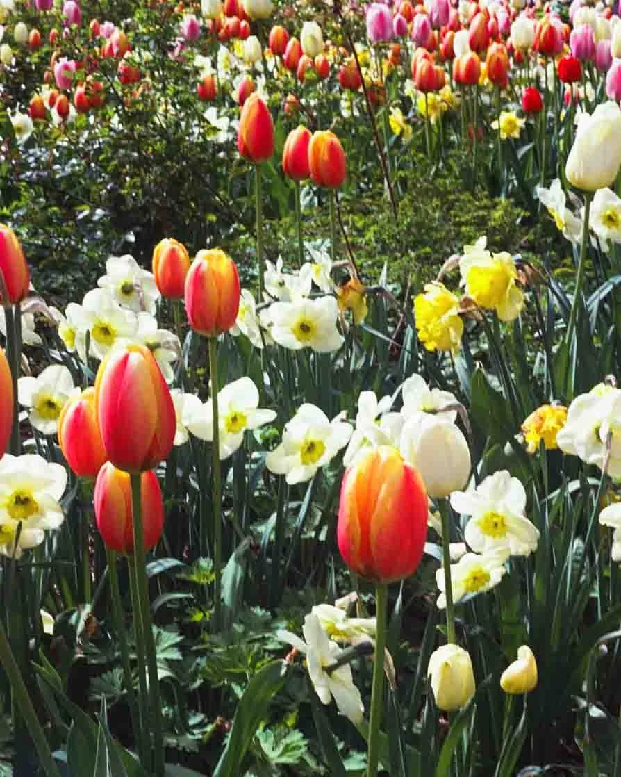Field of red, white, and yellow tulips and daffodils in bloom