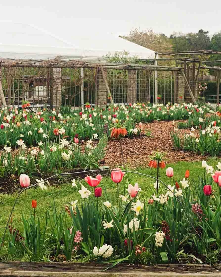 A garden with a variety of colorful flowers, including tulips and daffodils, in front of a rustic wooden fence with trees and shrubbery in the background.