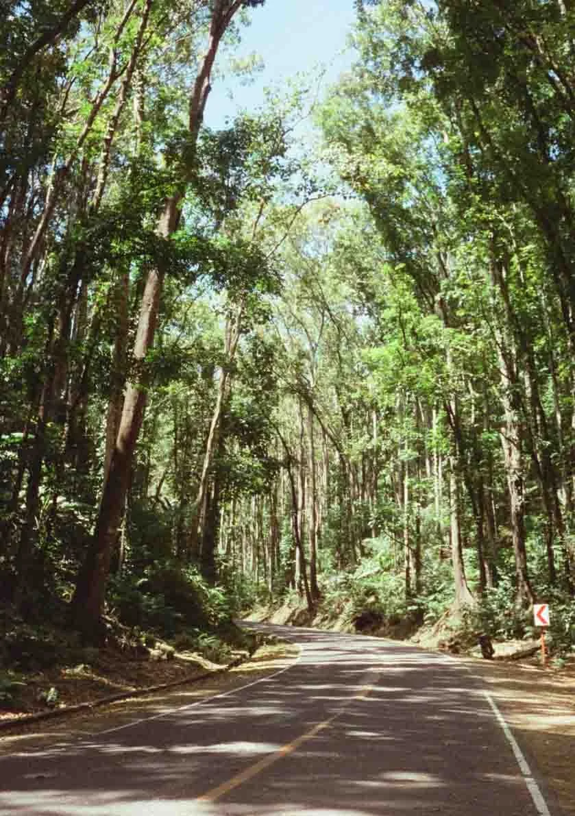 A winding two-lane road through a dense green forest with tall trees and sunlight filtering through the leaves.